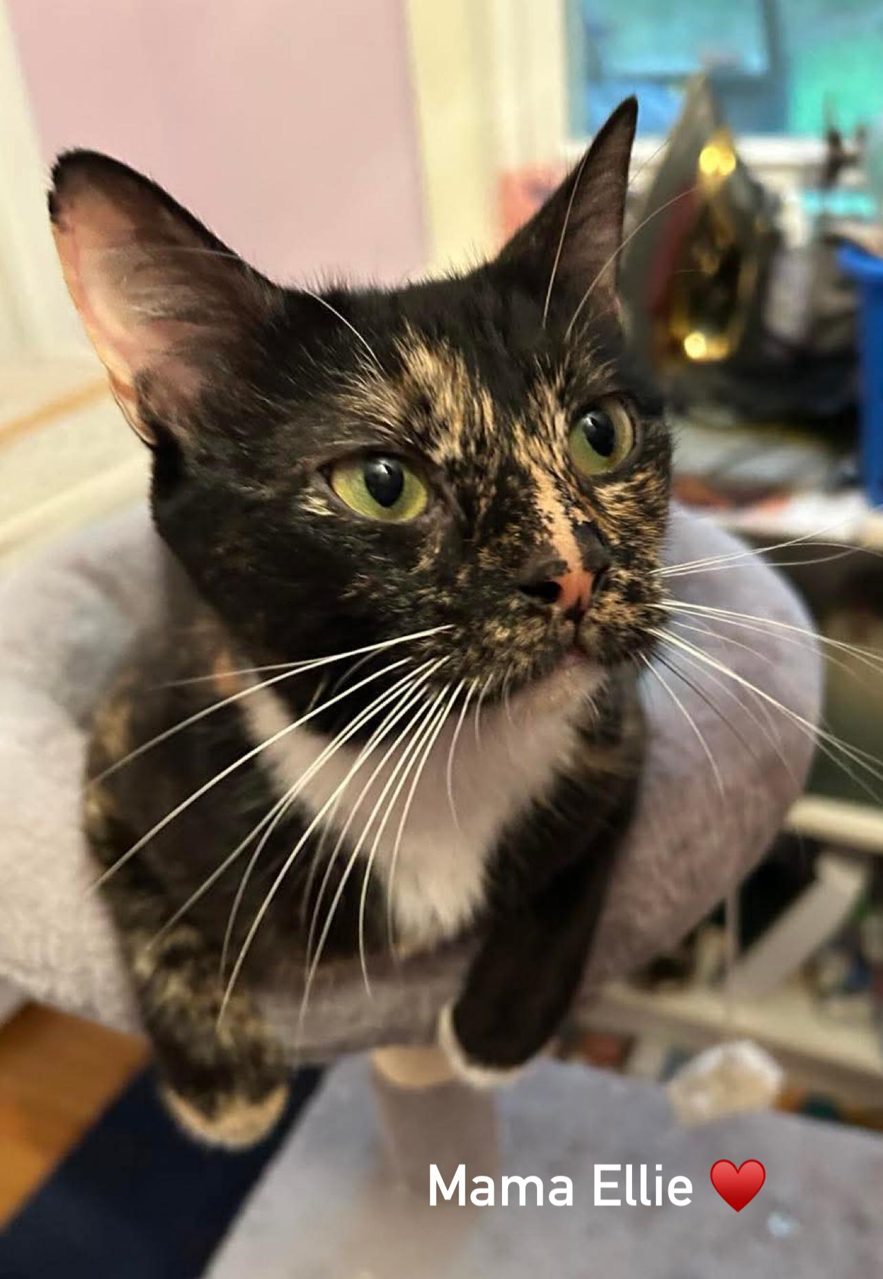 Ellie