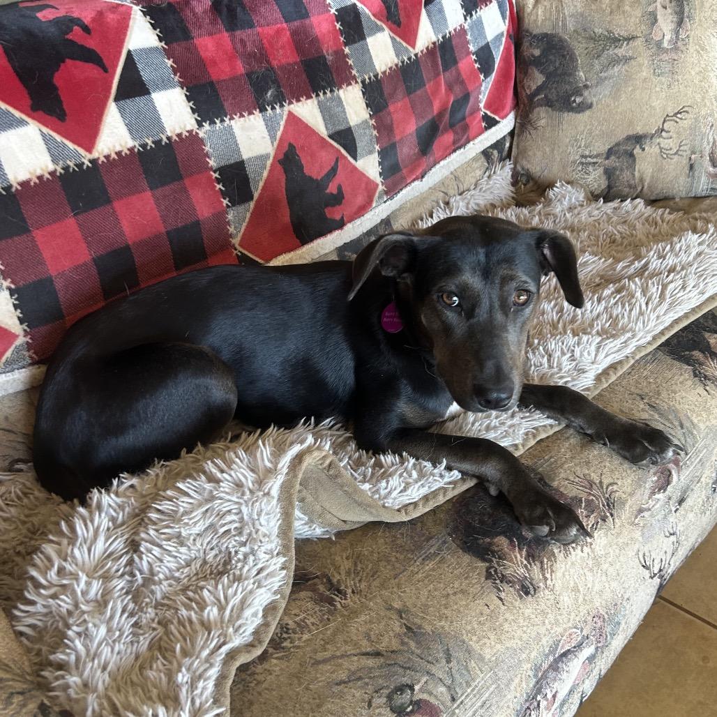 silly tilly, Adoptable, Young Female Terrier & Mixed Breed.
