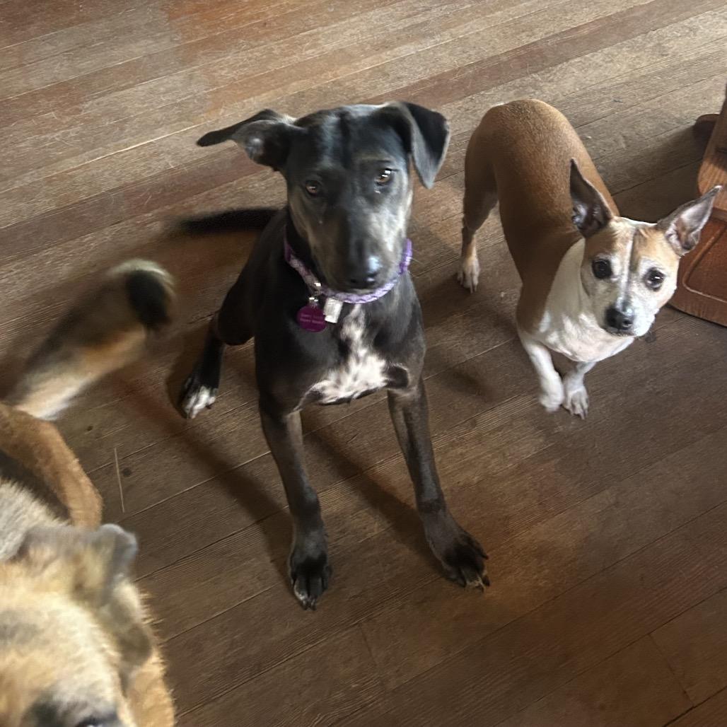 silly tilly, a Adoptable mixed breed in Bellingham, WA image 2/6