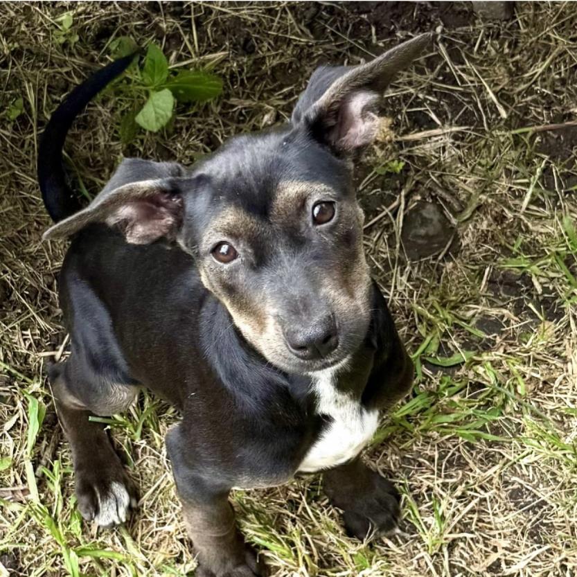 silly tilly, a Adoptable mixed breed in Bellingham, WA image 3/6