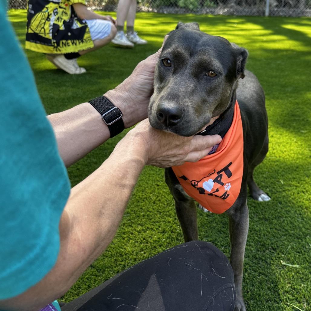 silly tilly, a Adoptable mixed breed in Bellingham, WA image 4/6