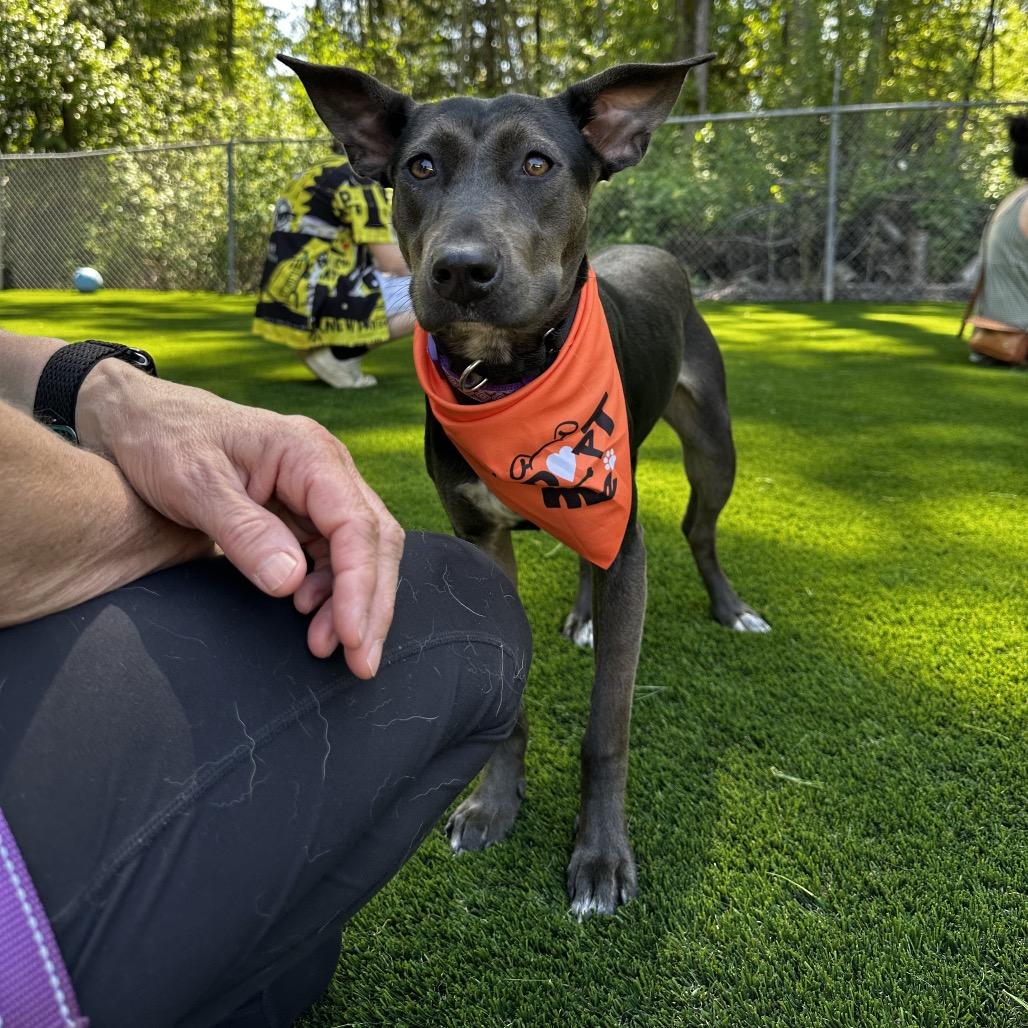 silly tilly, a Adoptable mixed breed in Bellingham, WA image 5/6