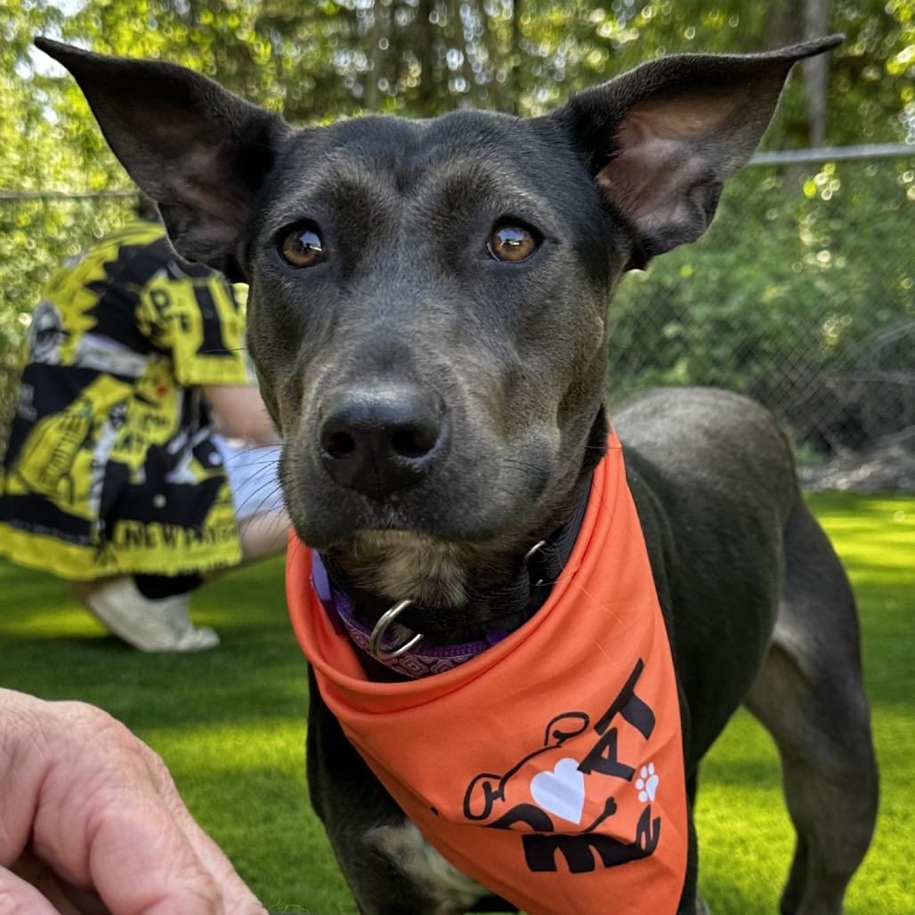 silly tilly, a Adoptable mixed breed in Bellingham, WA image 6/6