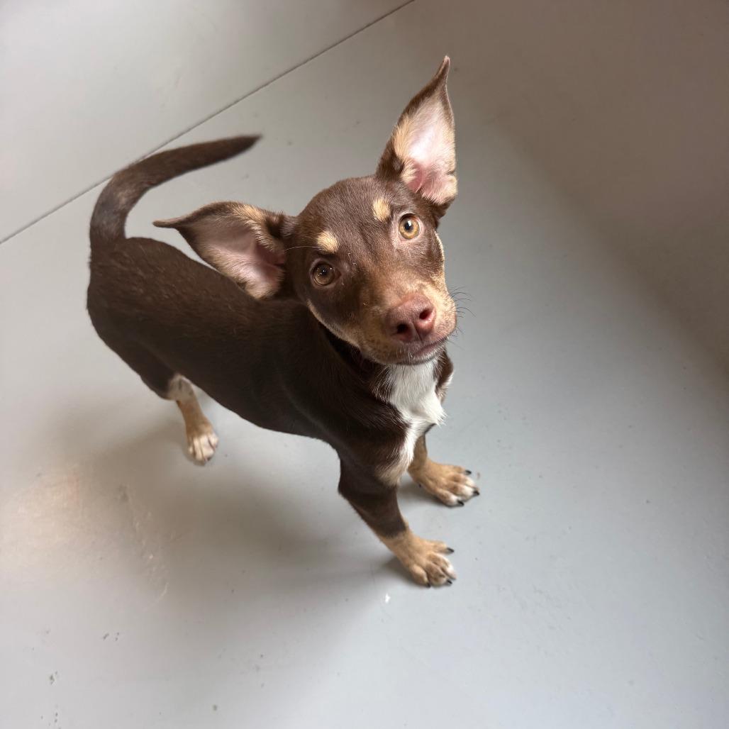 Enlarge Jewel, a Adoptable Mixed Breed in Ponca City, OK image 1/2