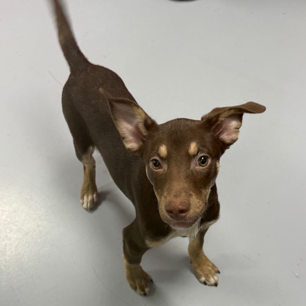Enlarge Jewel, a Adoptable Mixed Breed in Ponca City, OK image 2/2