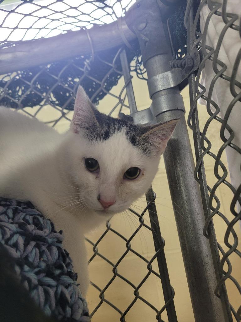Peepers, Adoptable, Kitten Male Domestic Short Hair.