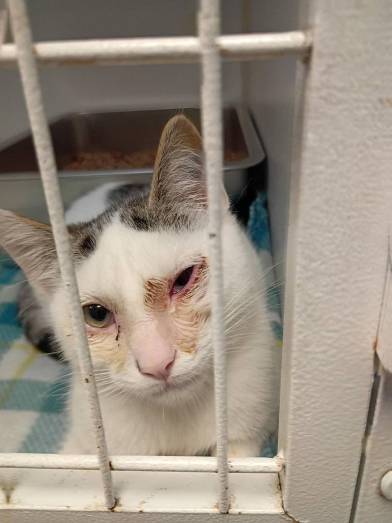 Enlarge Peepers, a Adoptable mixed breed in Waverly, NY image 3/3