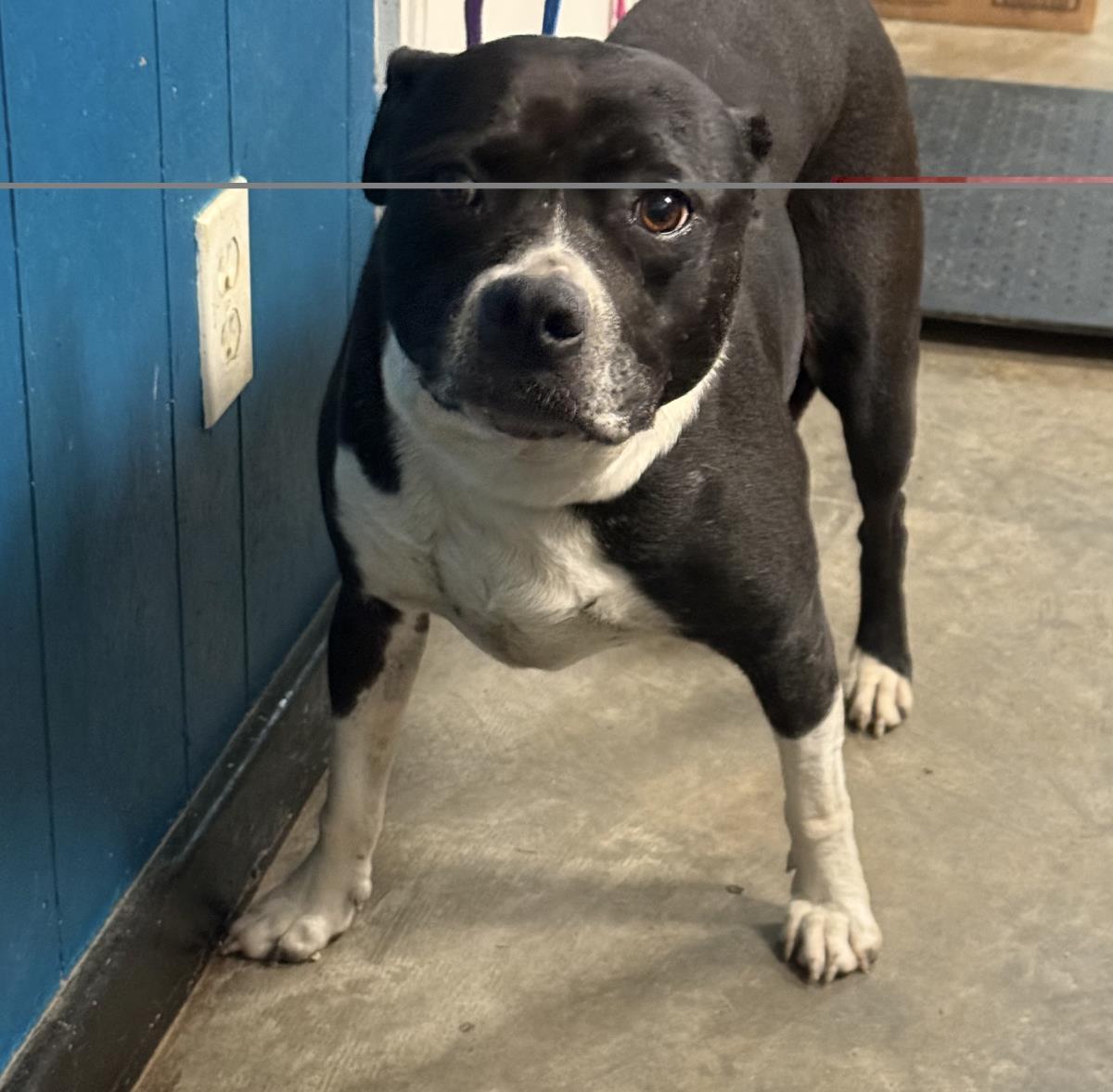 Enlarge Stardust, a Adoptable mixed breed in Ozark, AL image 1/1