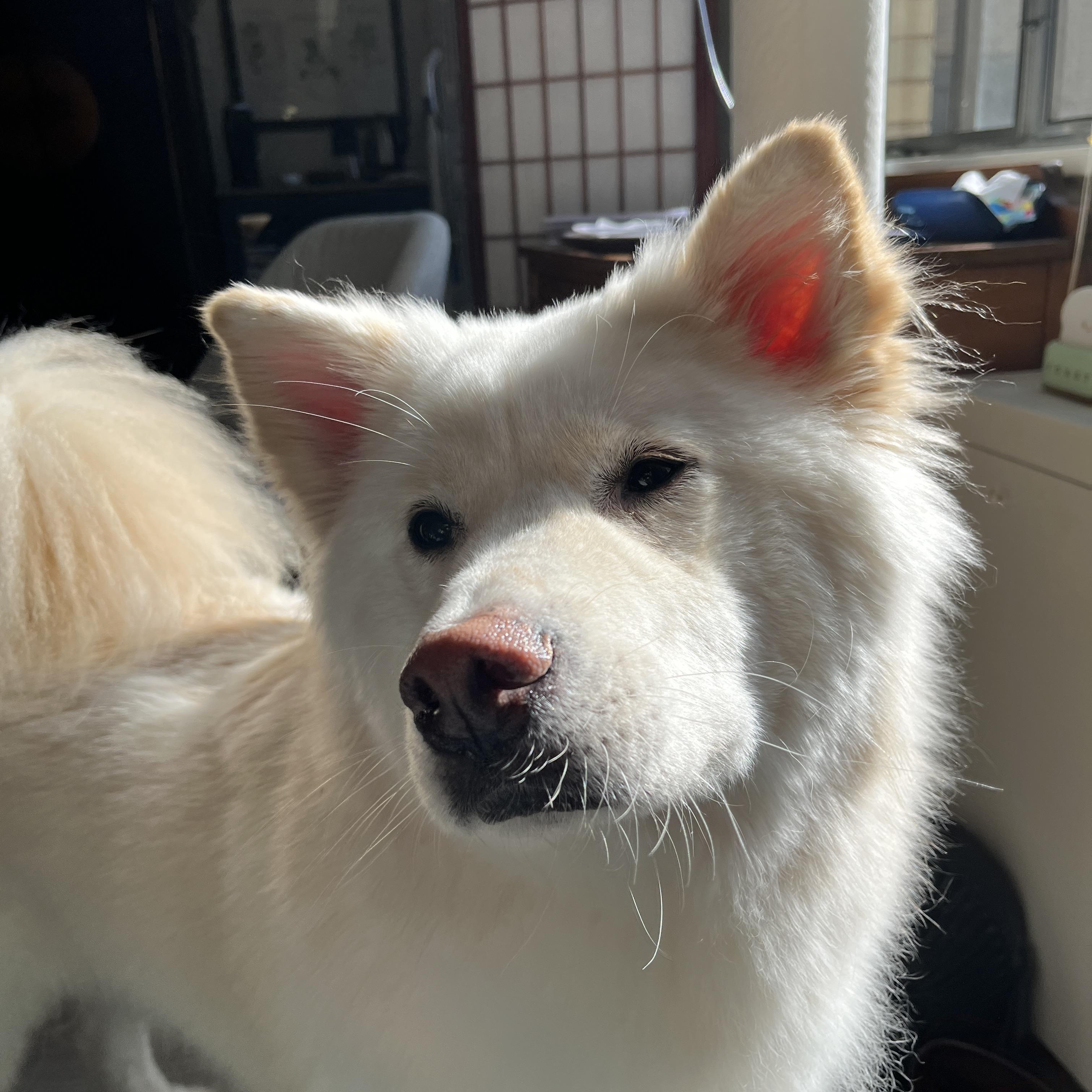 Enlarge  CASPER, a ADOPTABLE mixed breed in Centreville, VA image 5/6