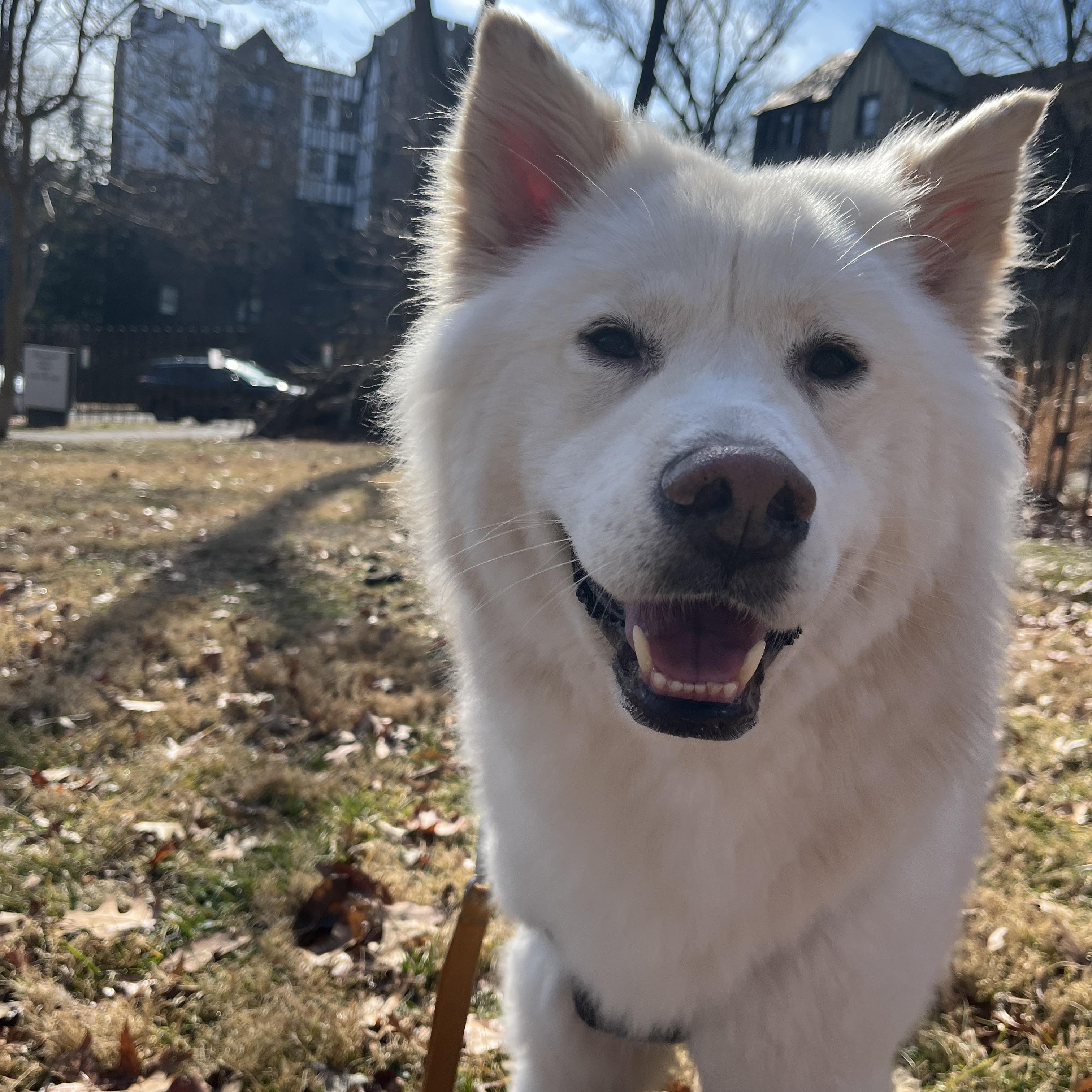  CASPER, ADOPTABLE, Adult Male Samoyed.