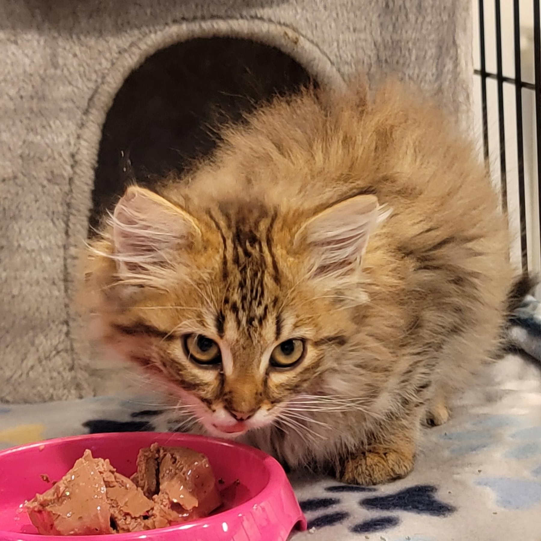 Enlarge Carmel, an adoptable Domestic Long Hair in Wyandotte, MI image 2/6