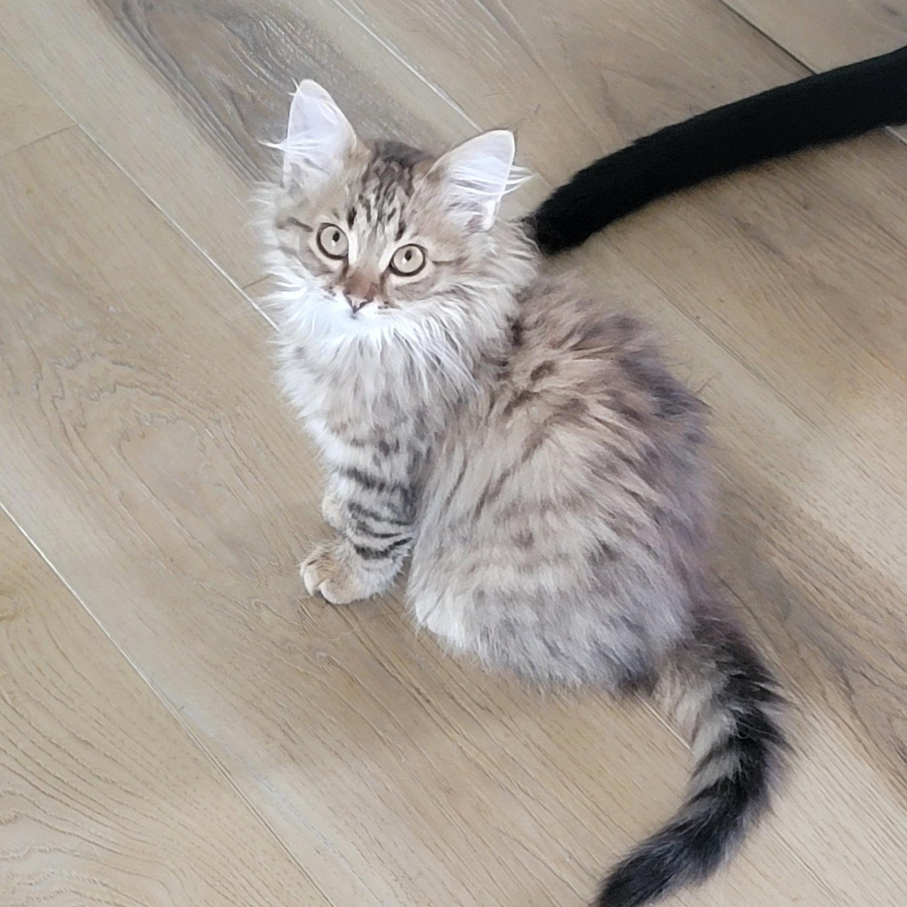 Enlarge Carmel, an adoptable Domestic Long Hair in Wyandotte, MI image 4/6