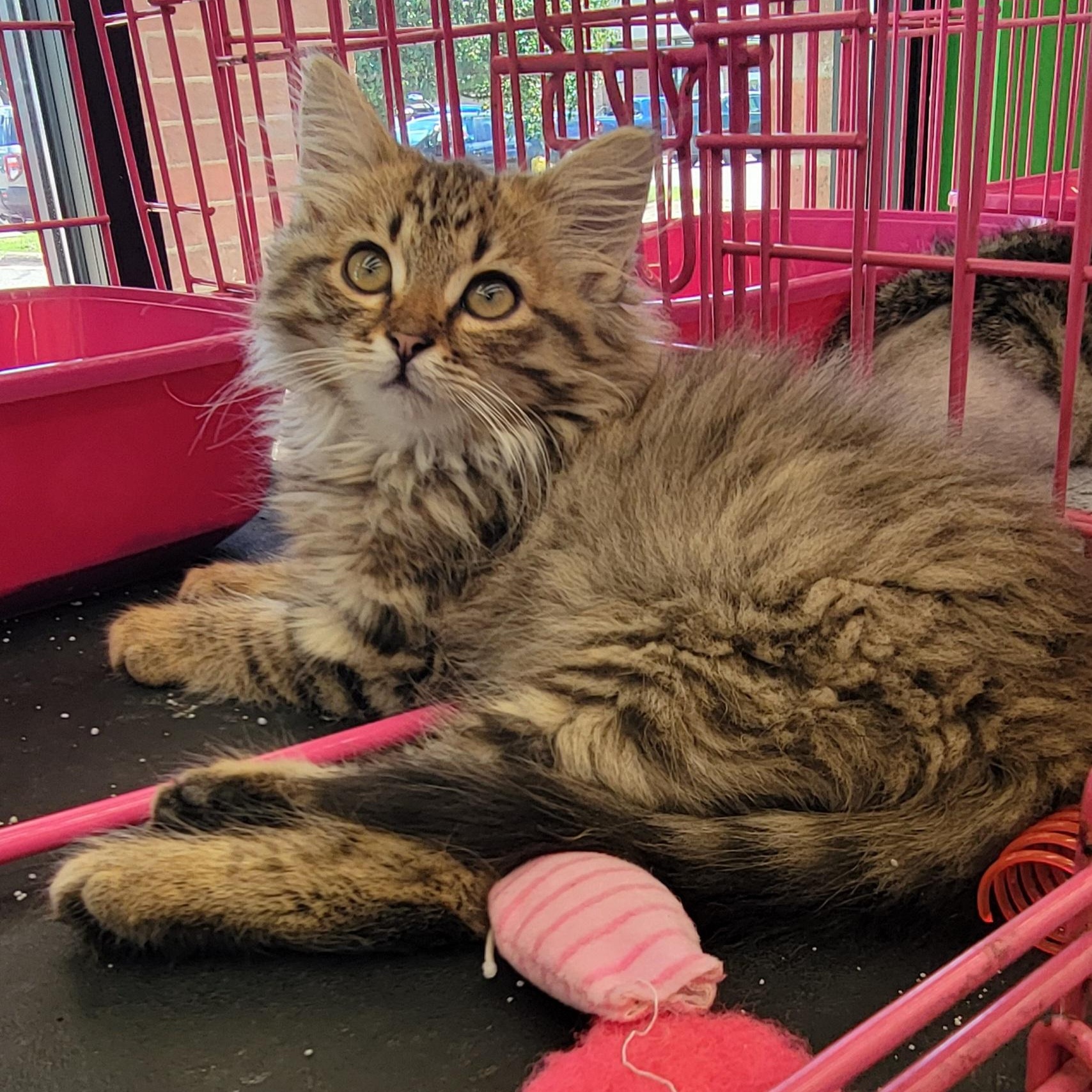 Enlarge Carmel, an adoptable Domestic Long Hair in Wyandotte, MI image 6/6