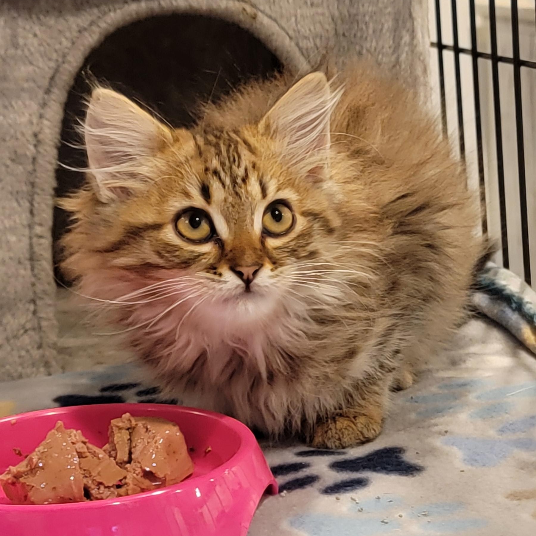 Carmel, adoptable, Kitten Male Domestic Long Hair.