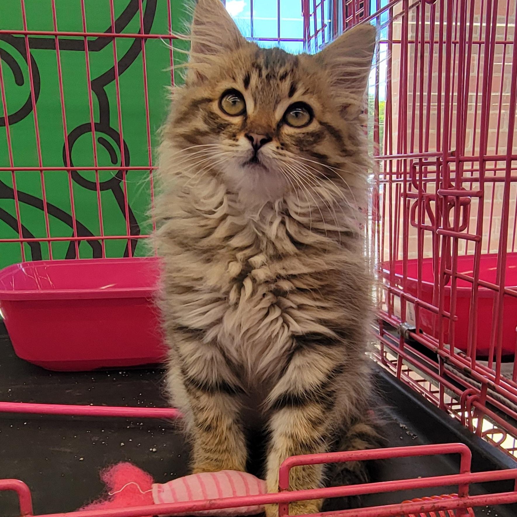 Enlarge Carmel, an adoptable Domestic Long Hair in Wyandotte, MI image 5/6