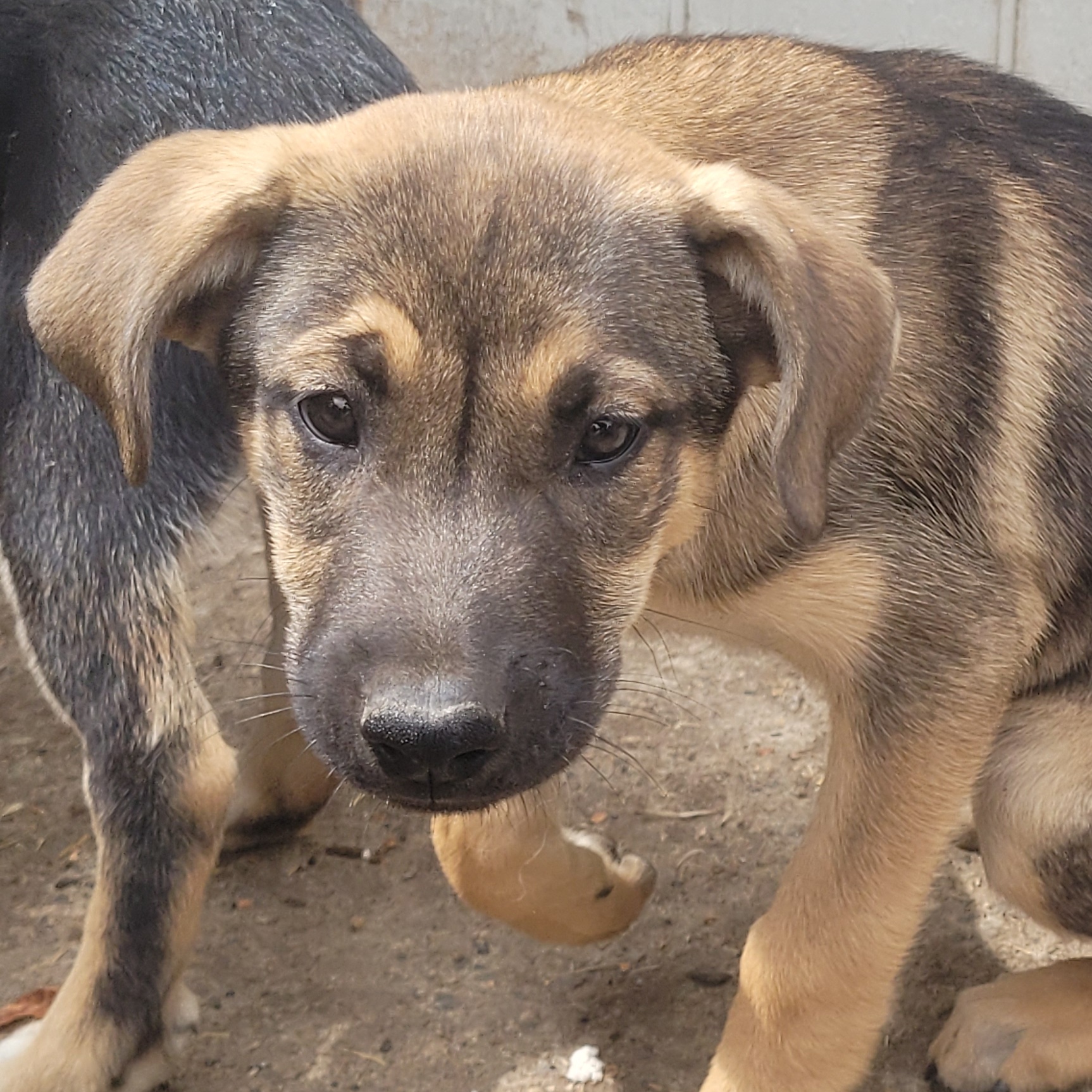 Enlarge Pluto, a Adoptable mixed breed in California Hot Springs, CA image 1/1