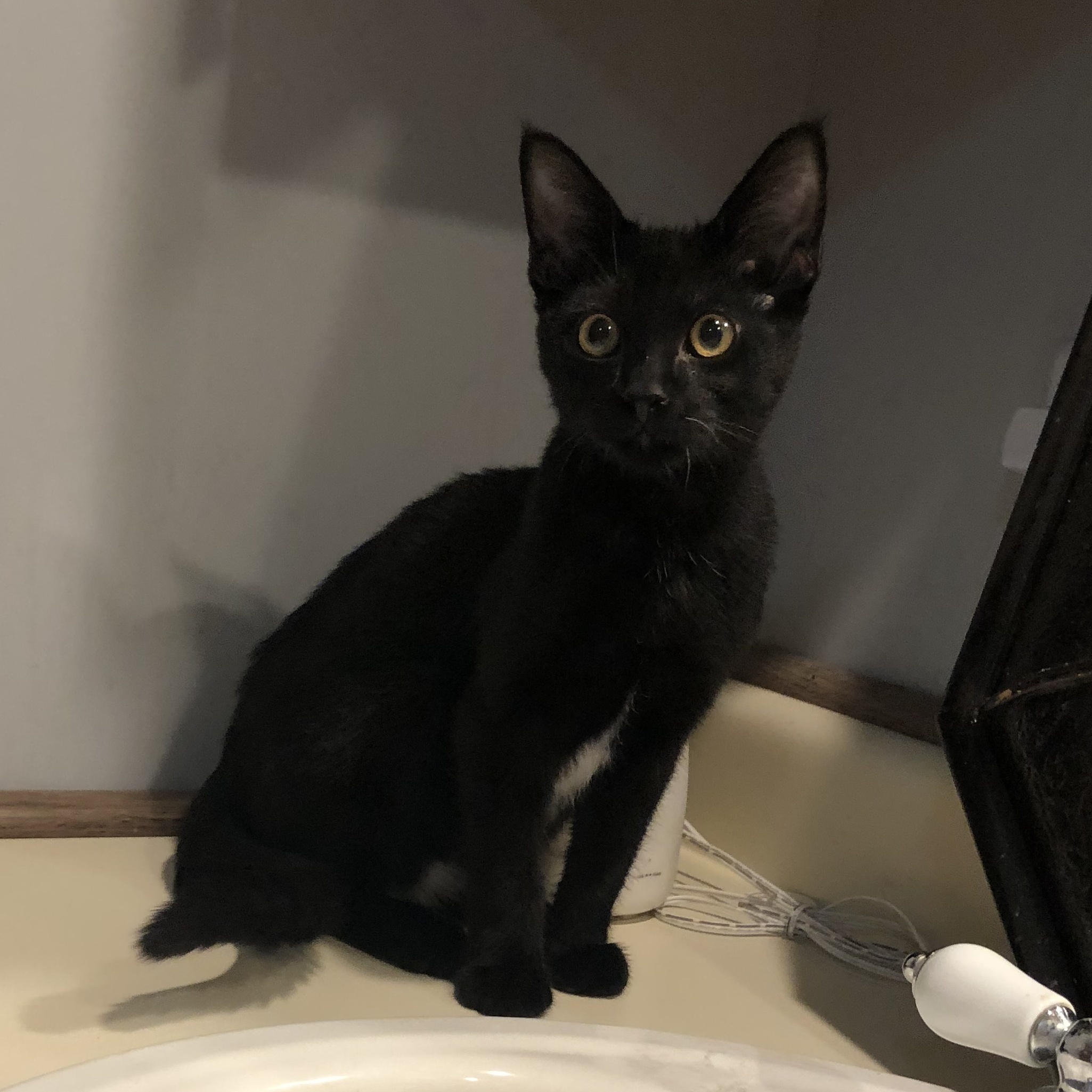 Cat for adoption Quigley Maloney, a Domestic Short Hair in Denver, CO