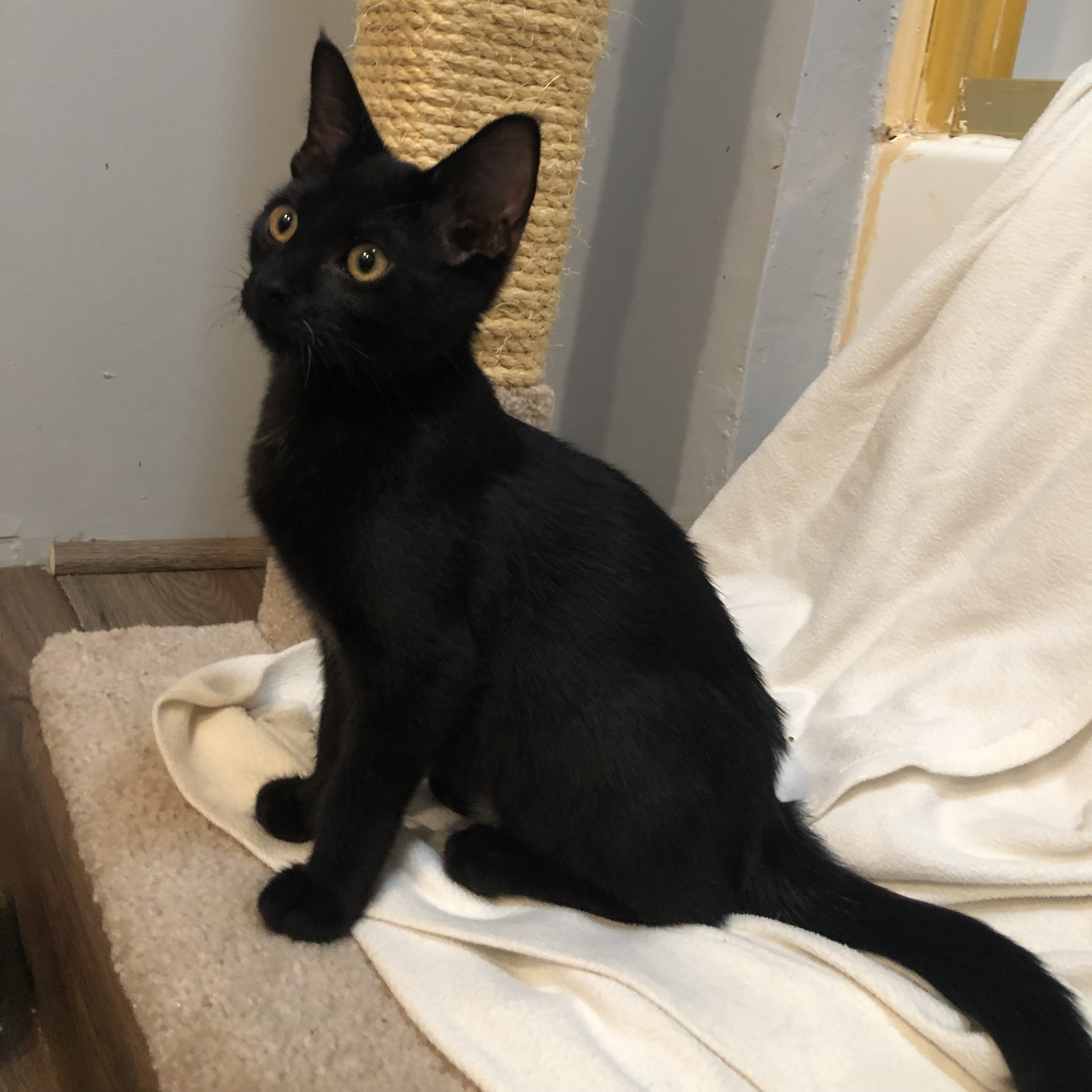 Cat for adoption Quigley Maloney, a Domestic Short Hair in Denver, CO