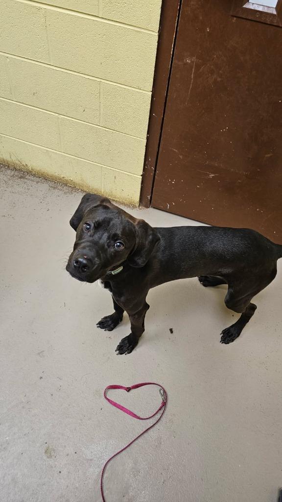 JASPER (Neutered), Adoptable, Puppy Male Hound & Mixed Breed.