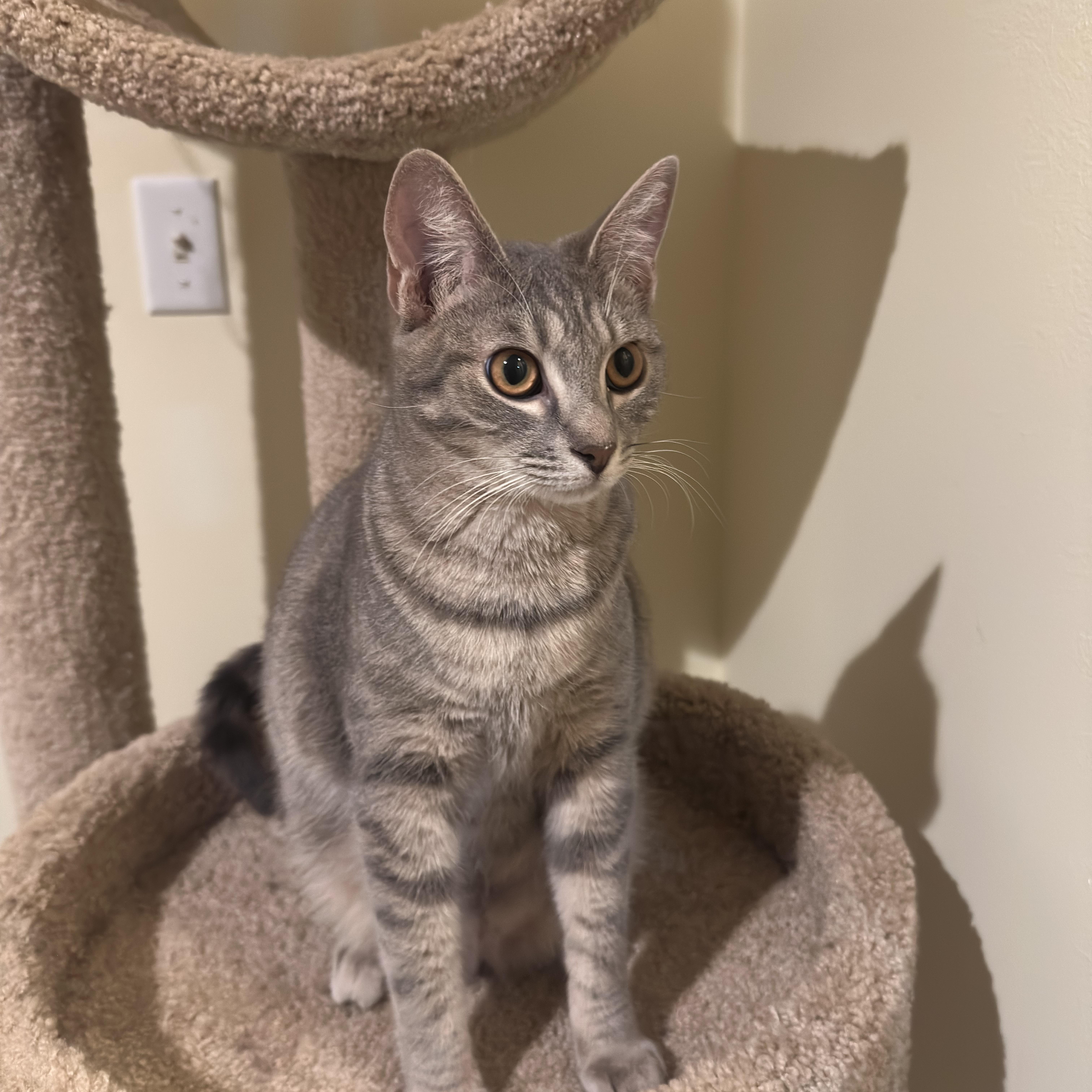 Enlarge Ghost, a ADOPTABLE Tabby in Woodinville, WA image 5/6