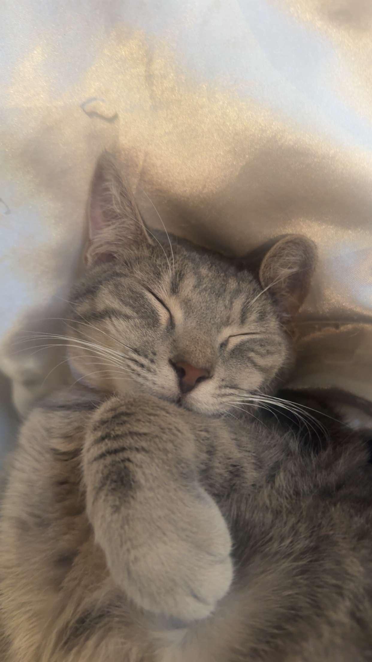 Enlarge Ghost, a ADOPTABLE Tabby in Woodinville, WA image 4/6