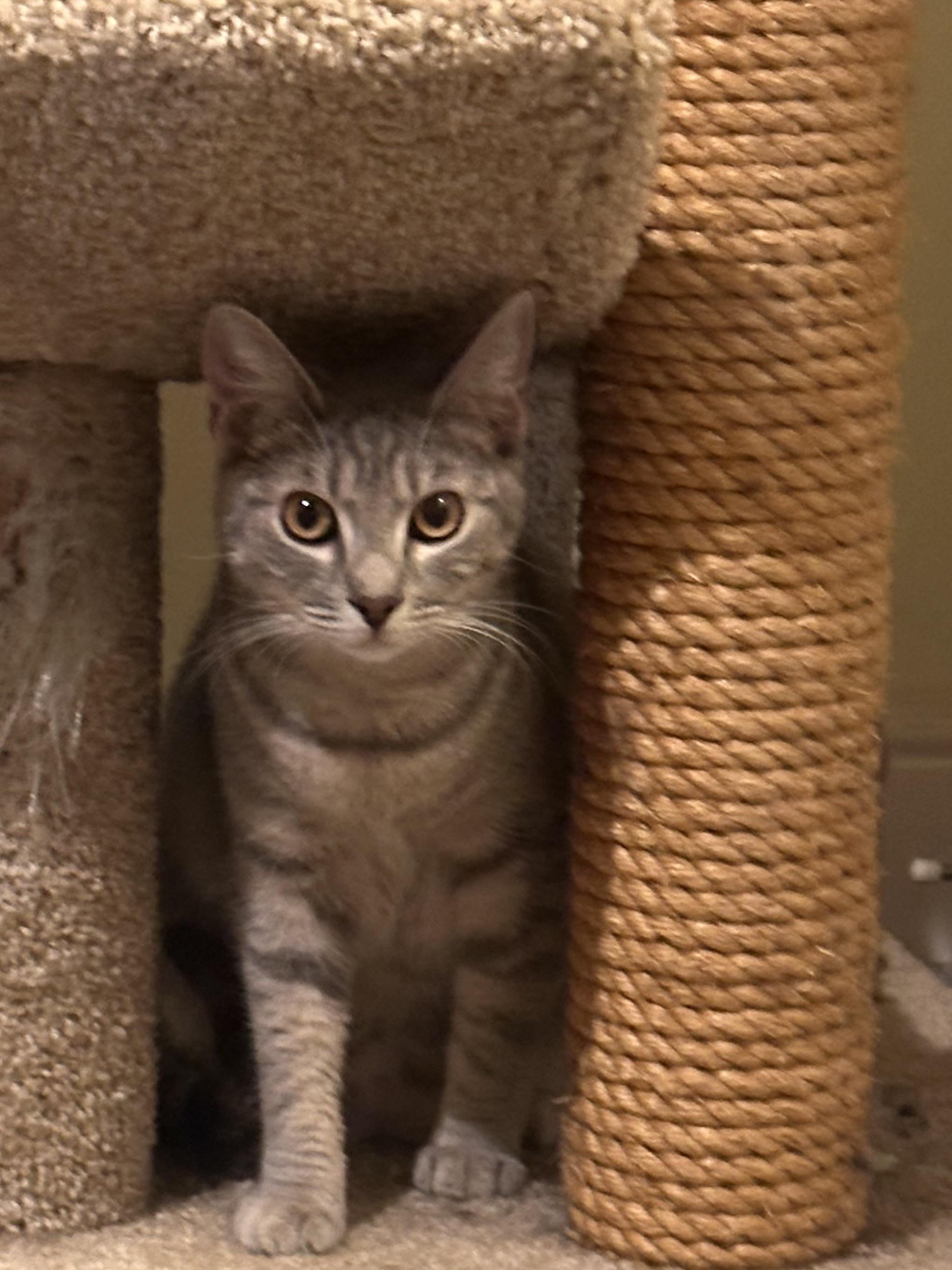 Enlarge Ghost, a ADOPTABLE Tabby in Woodinville, WA image 3/6