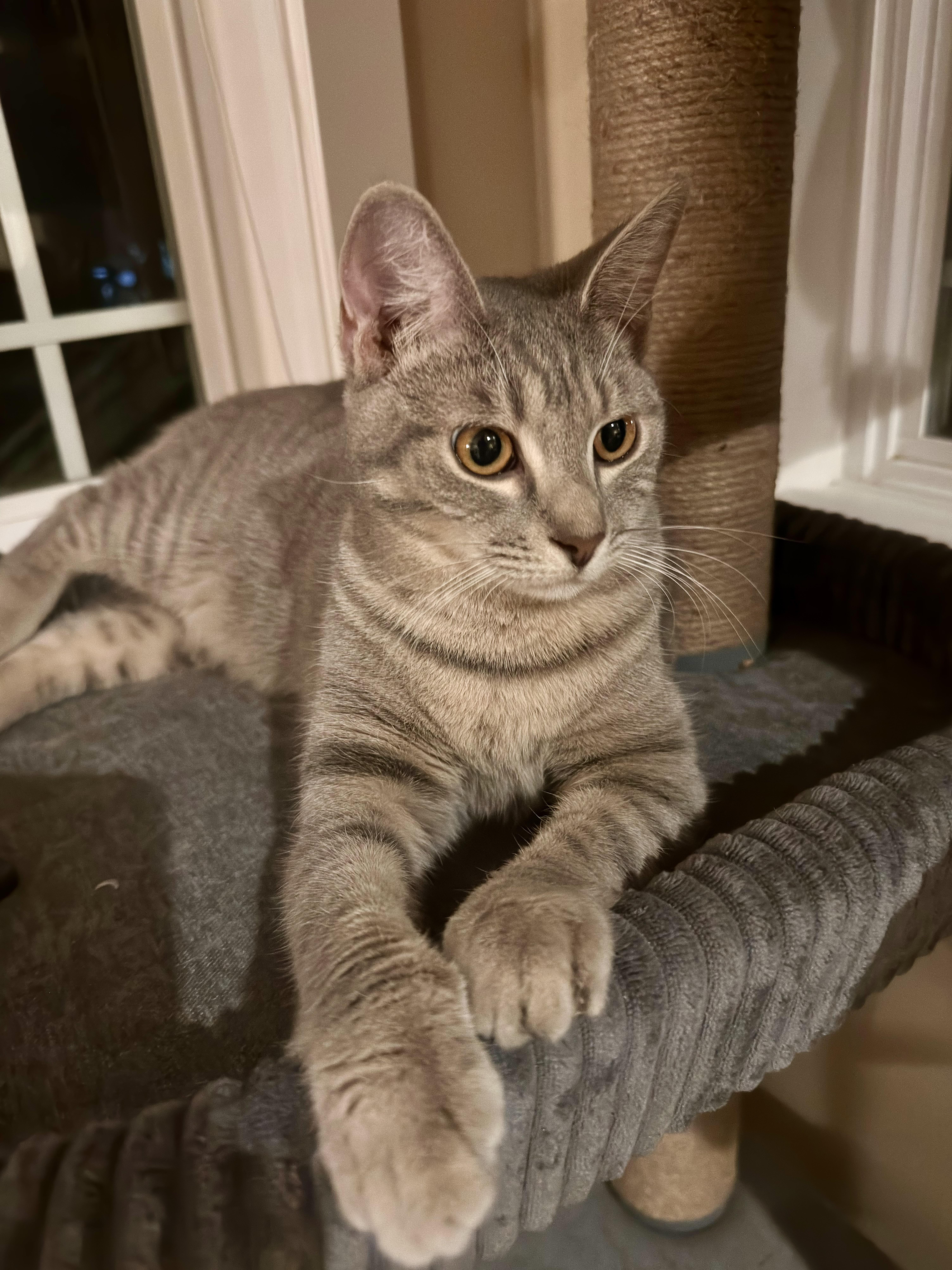 Ghost, ADOPTABLE, Kitten Female Tabby.