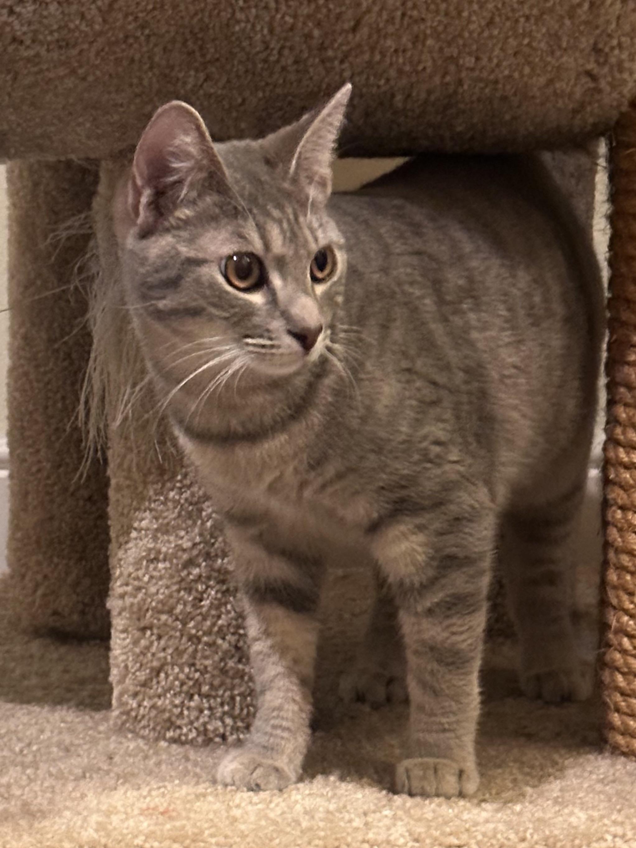 Enlarge Ghost, a ADOPTABLE Tabby in Woodinville, WA image 2/6