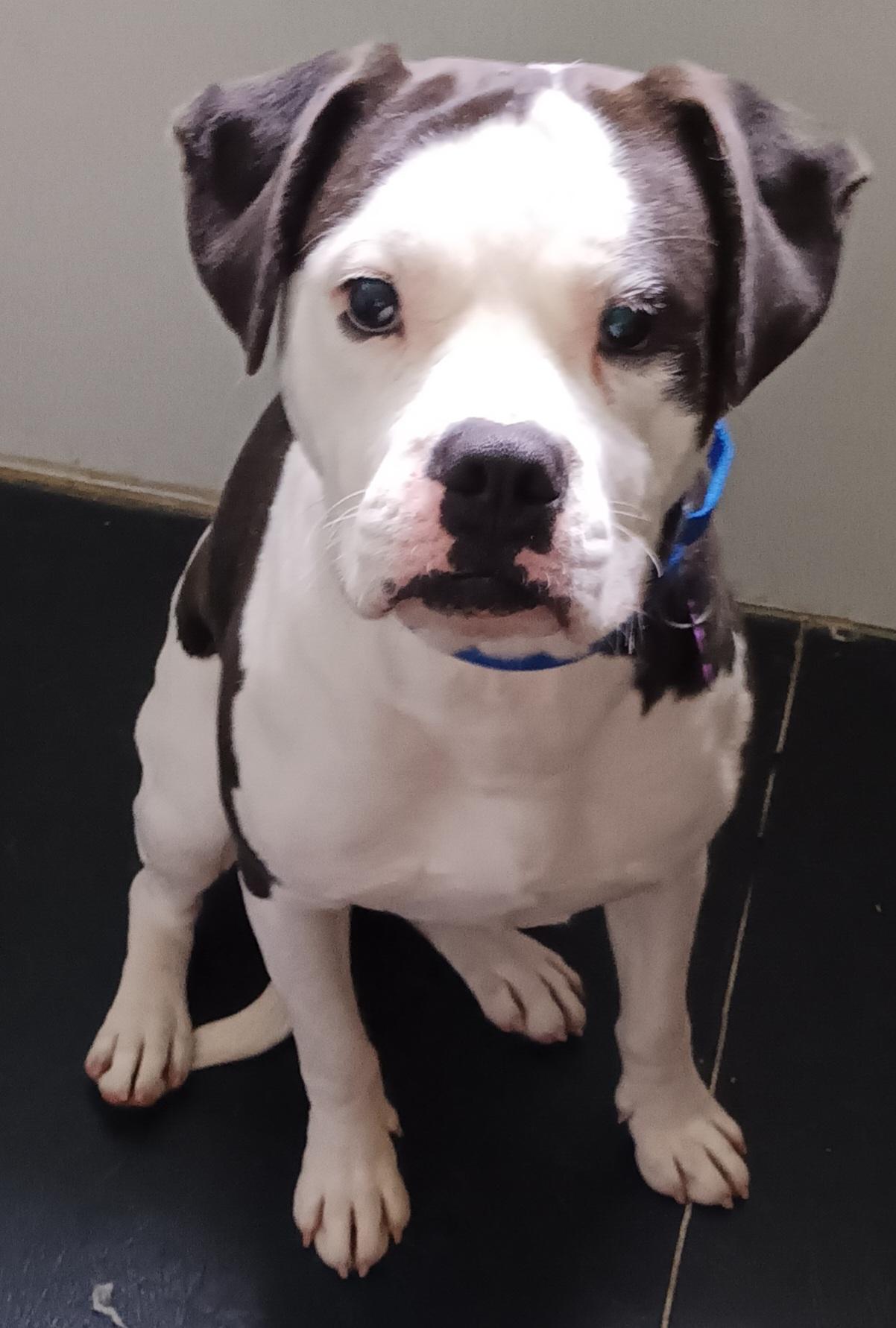Dog for adoption - Walter (WONDERFUL Family Companion), a Bulldog Mix ...
