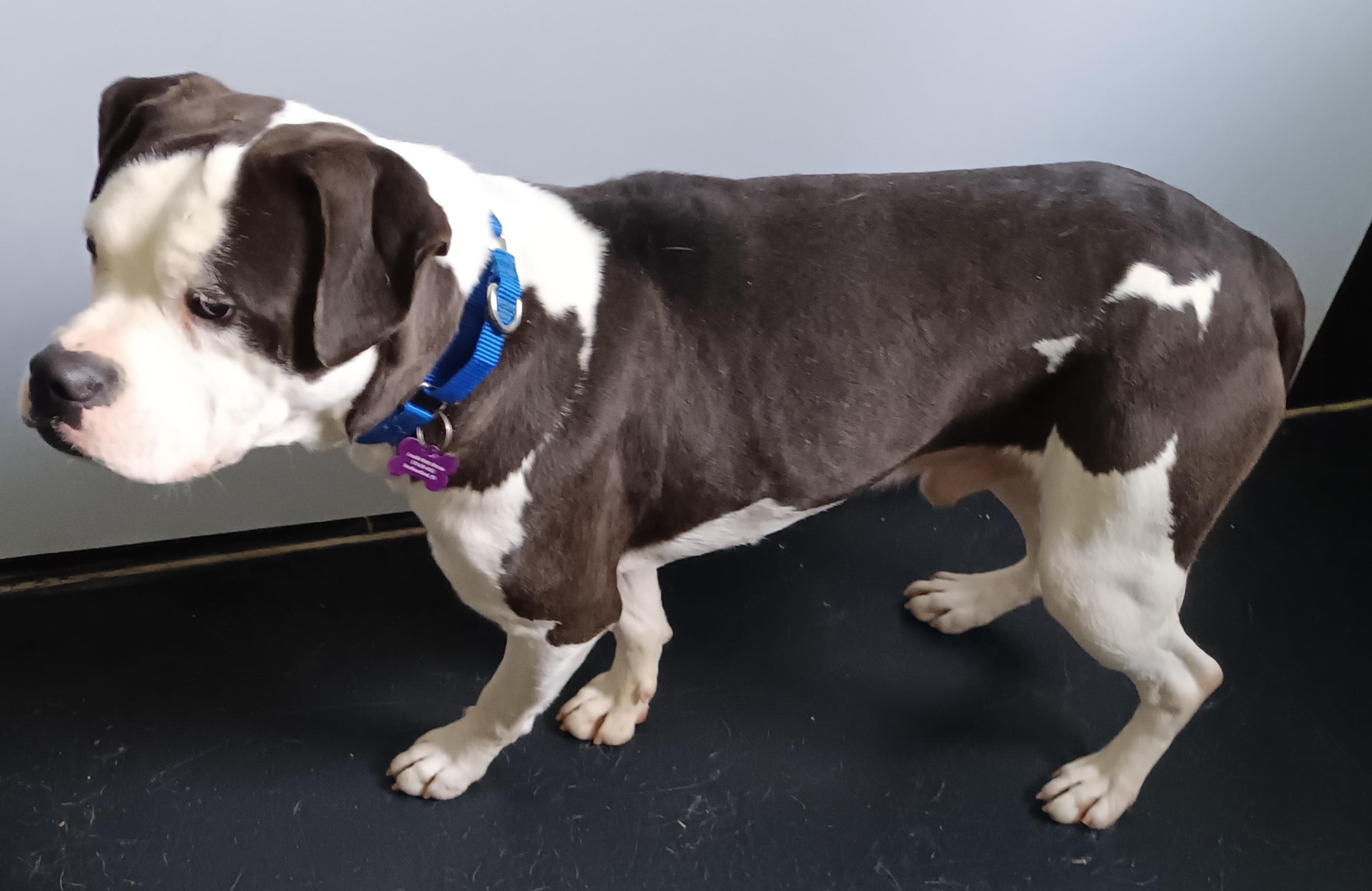 Dog for adoption - Walter (WONDERFUL Family Companion), a Bulldog Mix ...
