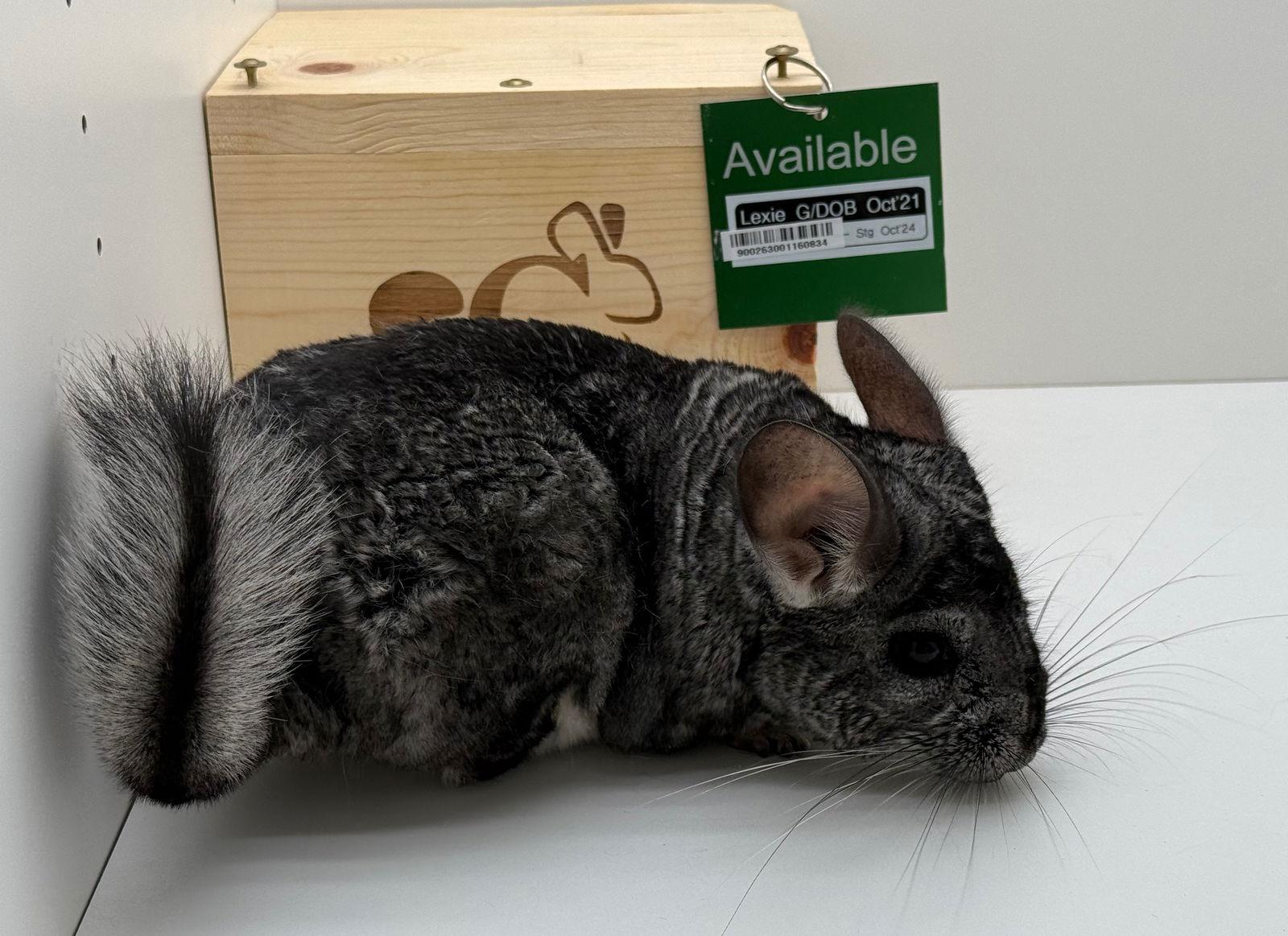 Enlarge Lexie, a Adoptable Chinchilla in Sunnyvale, CA image 1/3