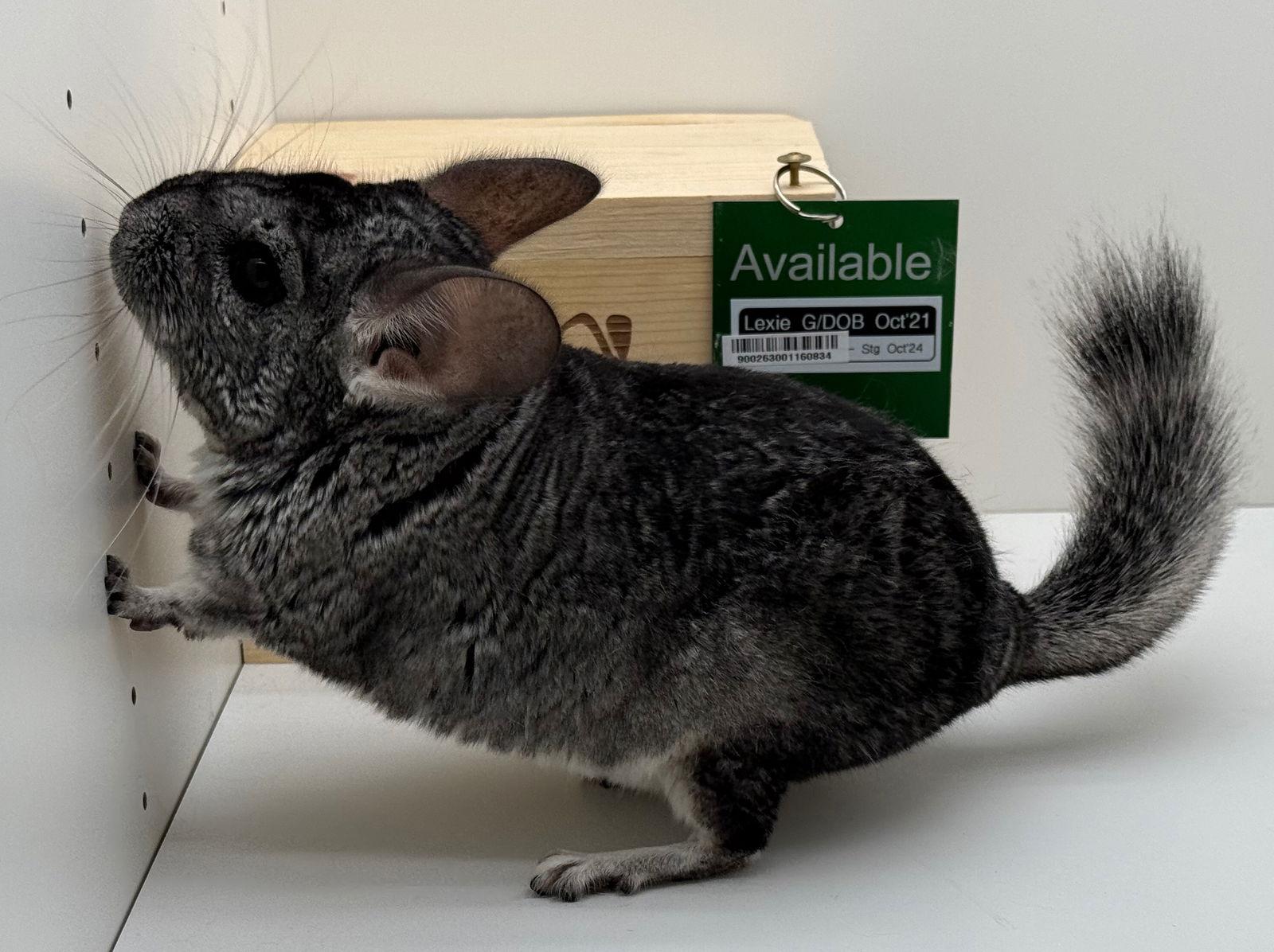 Enlarge Lexie, a Adoptable Chinchilla in Sunnyvale, CA image 2/3