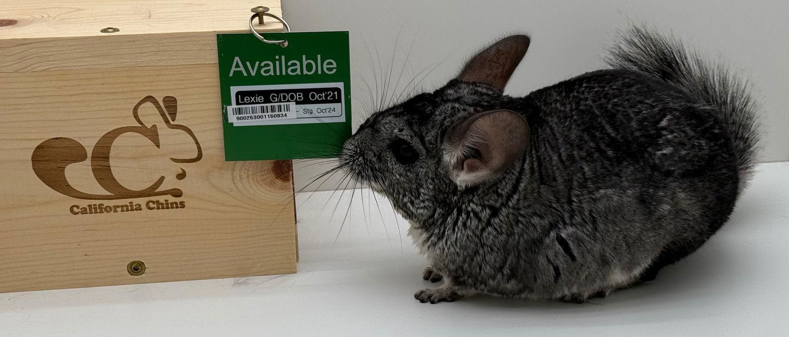 Enlarge Lexie, a Adoptable Chinchilla in Sunnyvale, CA image 3/3
