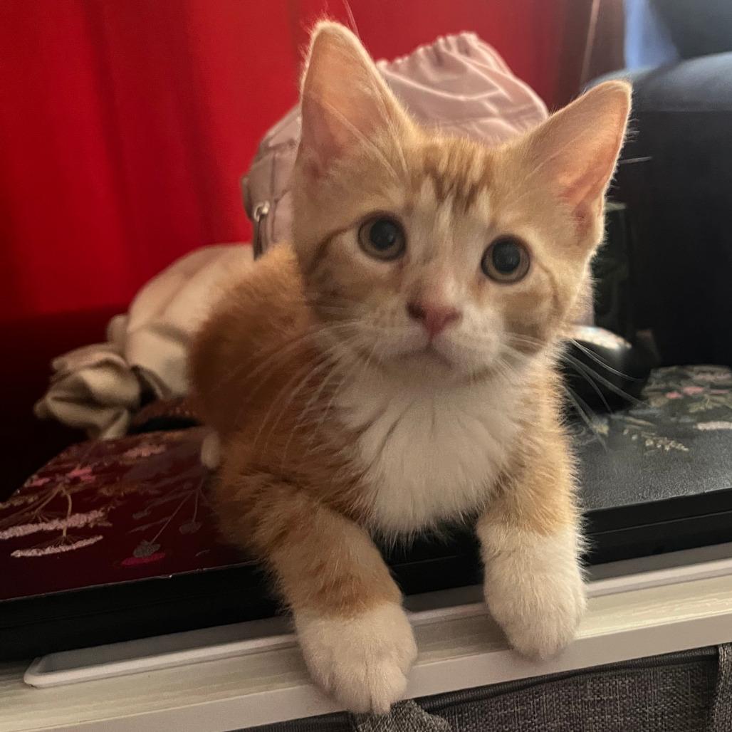 Dreamsicle, Adoptable, Kitten Male Domestic Short Hair.