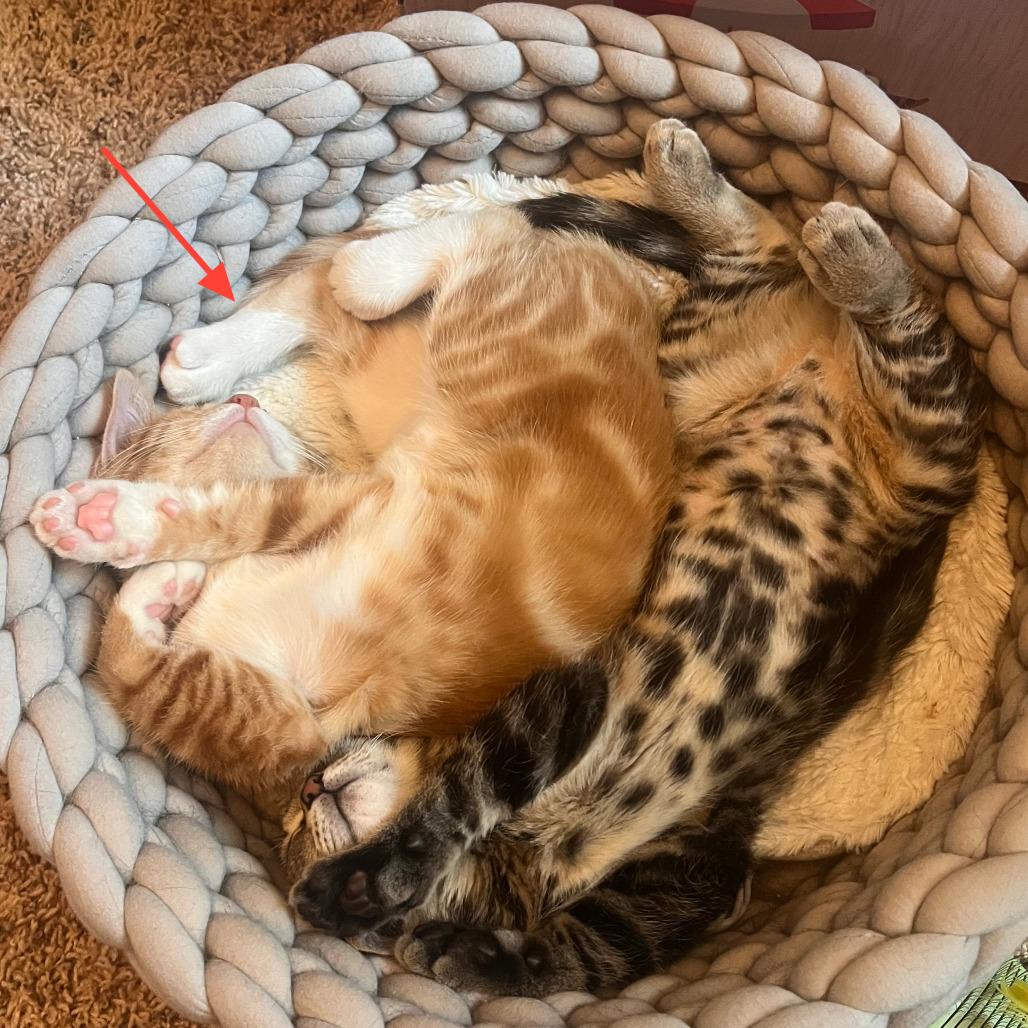Dreamsicle, a Adoptable Domestic Short Hair in Middleton, WI image 3/6