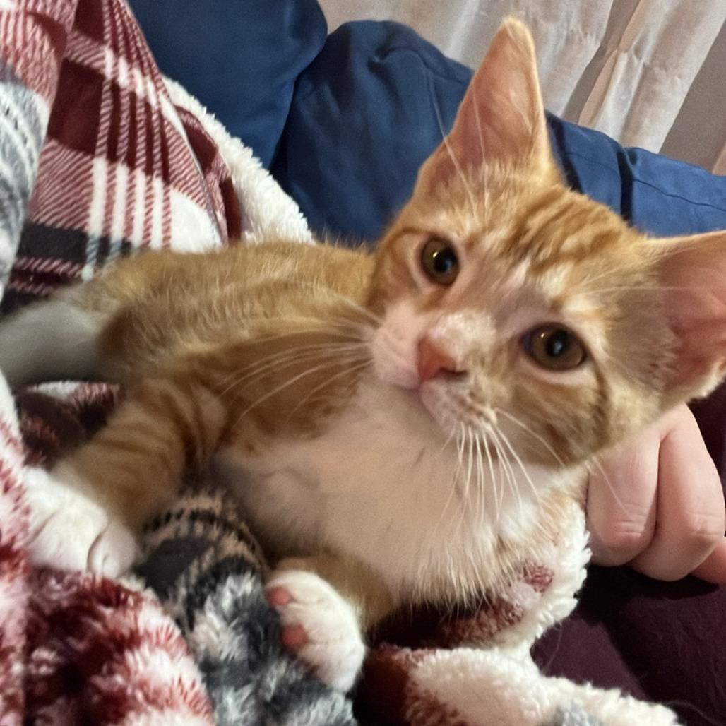 Dreamsicle, a Adoptable Domestic Short Hair in Middleton, WI image 6/6