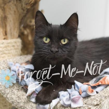 Courtney, a Adoptable mixed breed in Verona, WI image 1/3