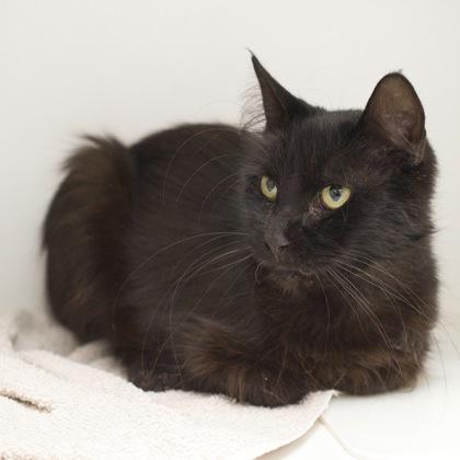 Courtney, a Adoptable mixed breed in Verona, WI image 2/3