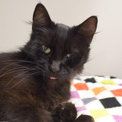 Courtney, a Adoptable mixed breed in Verona, WI image 3/3