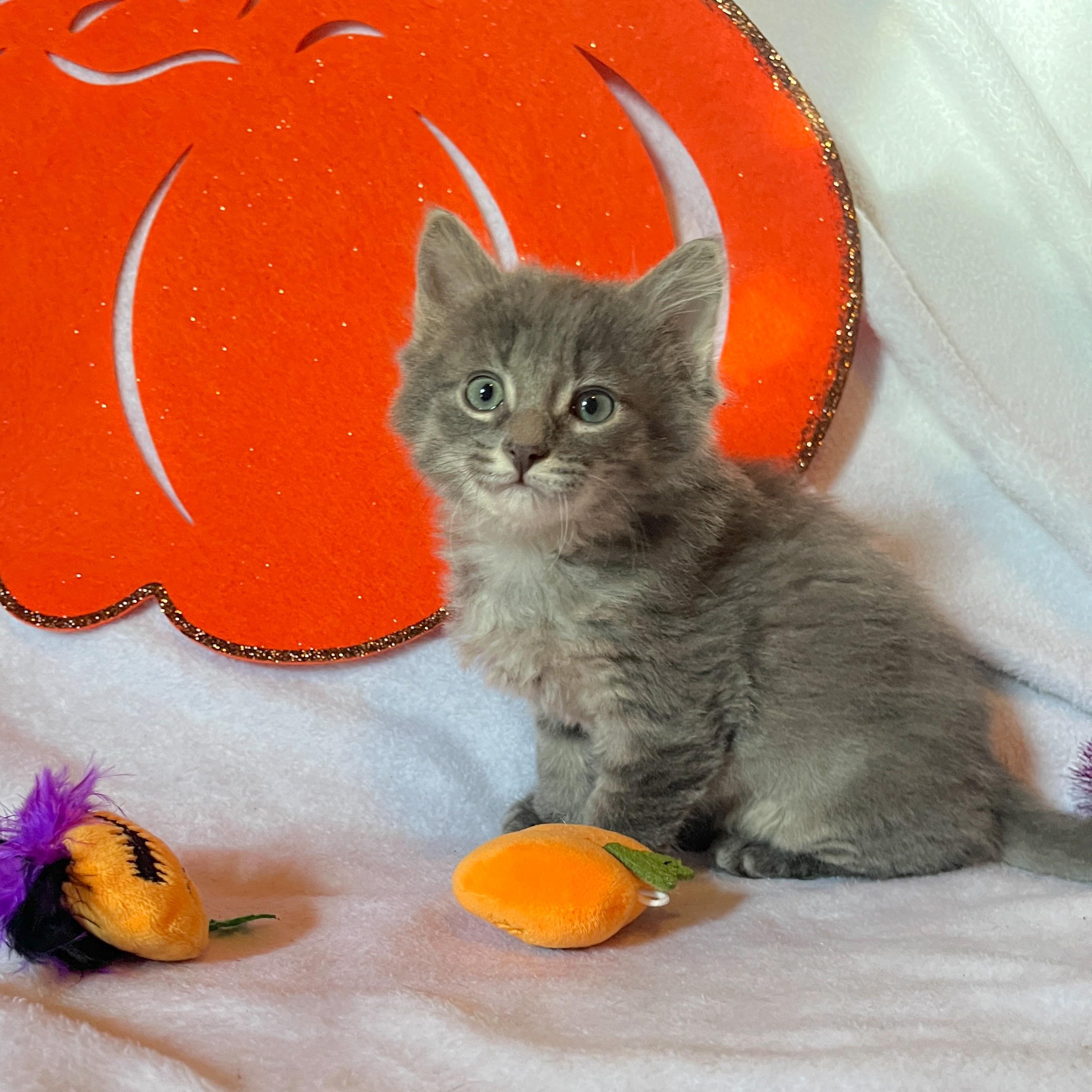 Enlarge Cider, a Adoptable Domestic Medium Hair in Beloit, WI image 1/3