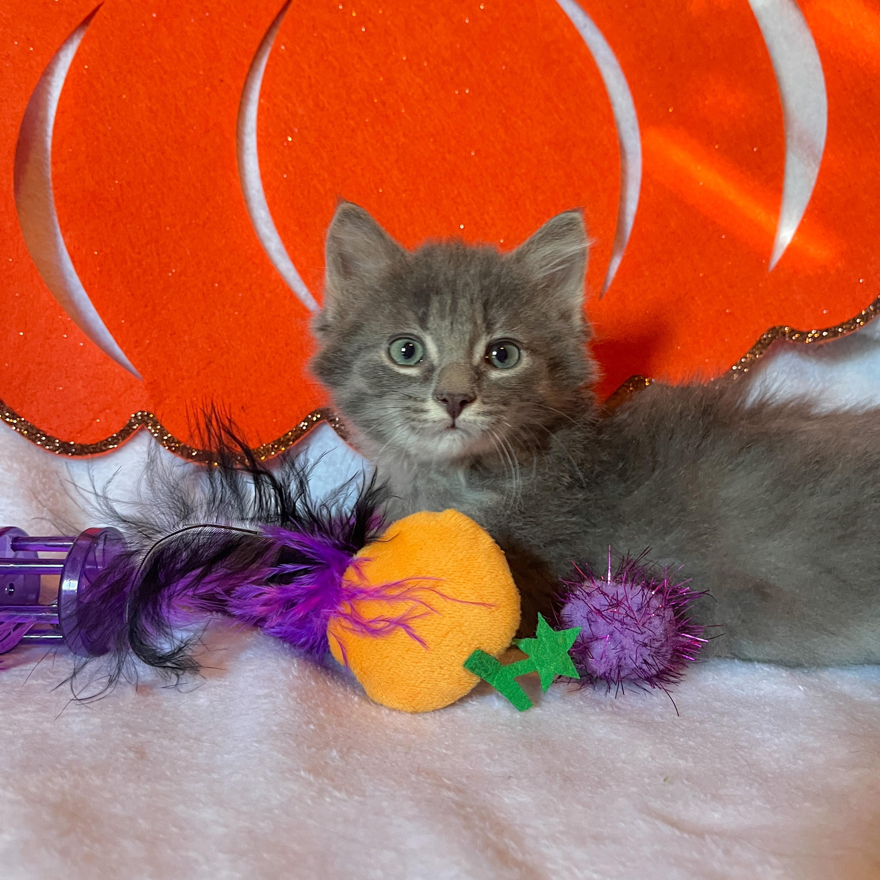 Enlarge Cider, a Adoptable Domestic Medium Hair in Beloit, WI image 3/3