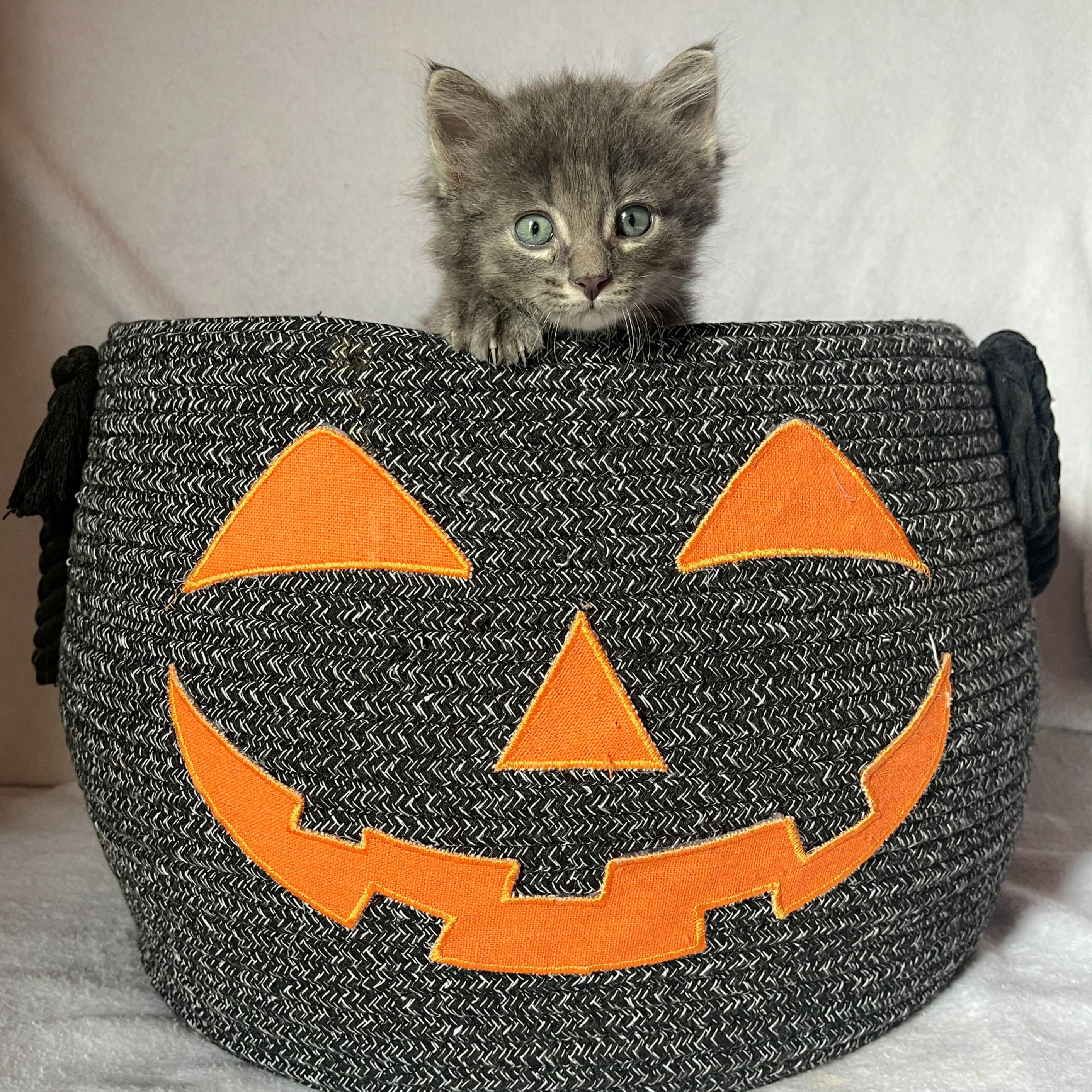 Enlarge Cider, a Adoptable Domestic Medium Hair in Beloit, WI image 2/3