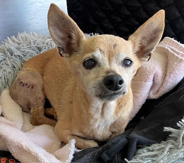Grrrr-mrlw, Adoptable, Senior Male Chiweenie.