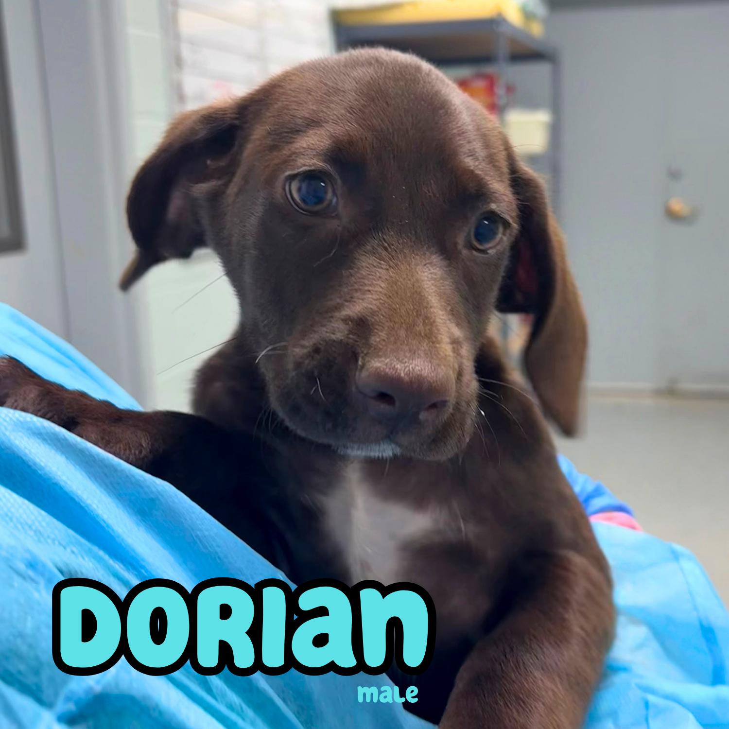 Enlarge Dorian, a ADOPTABLE mixed breed in Bardstown, KY image 1/1