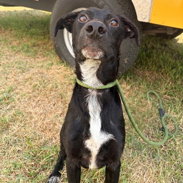 Enlarge Melvin, a Adoptable mixed breed in Tulsa, OK image 1/2