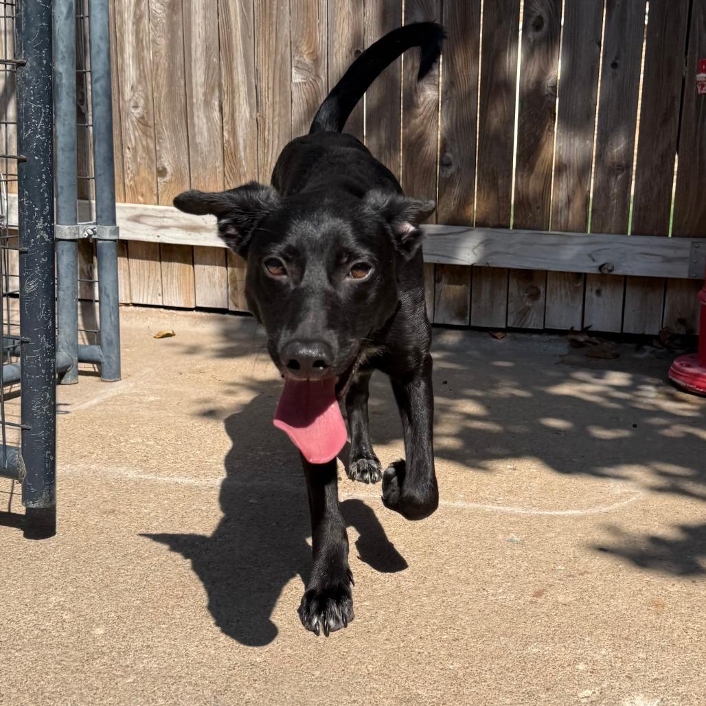 Enlarge Melvin, a Adoptable mixed breed in Tulsa, OK image 2/2