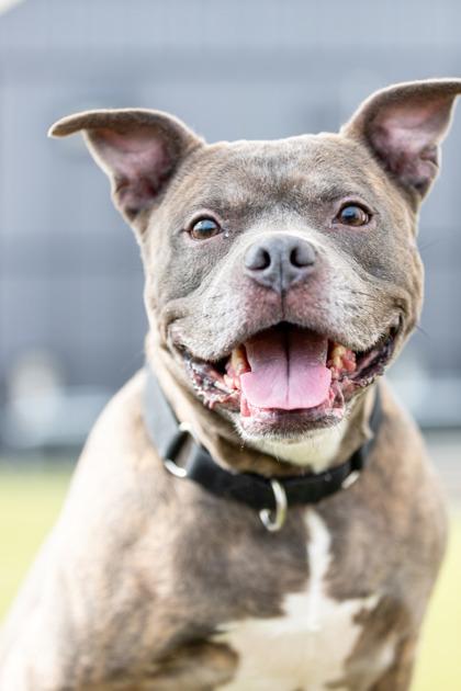 Chula — thumbnail 3