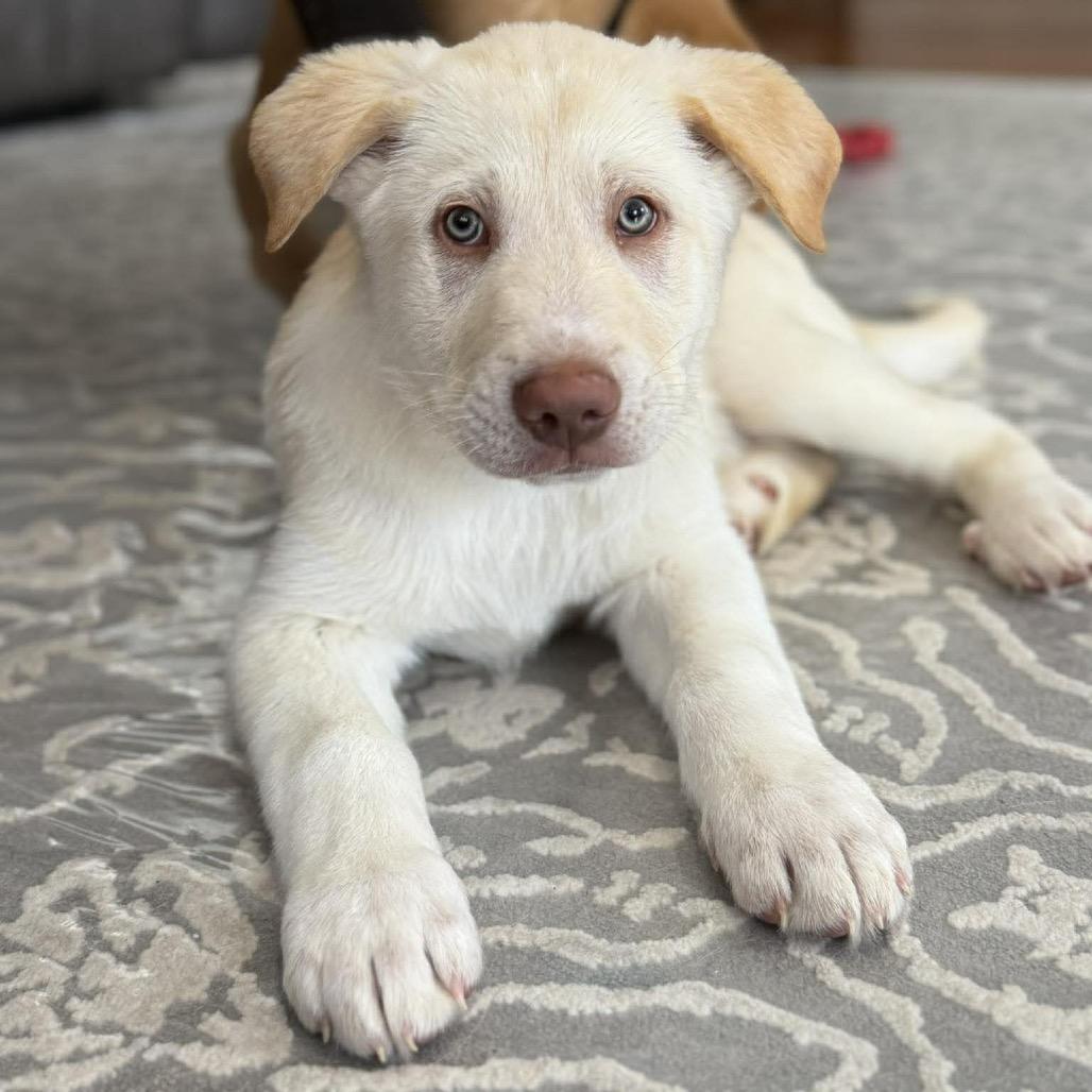 Twig, Adoptable, Puppy Male Mixed Breed.