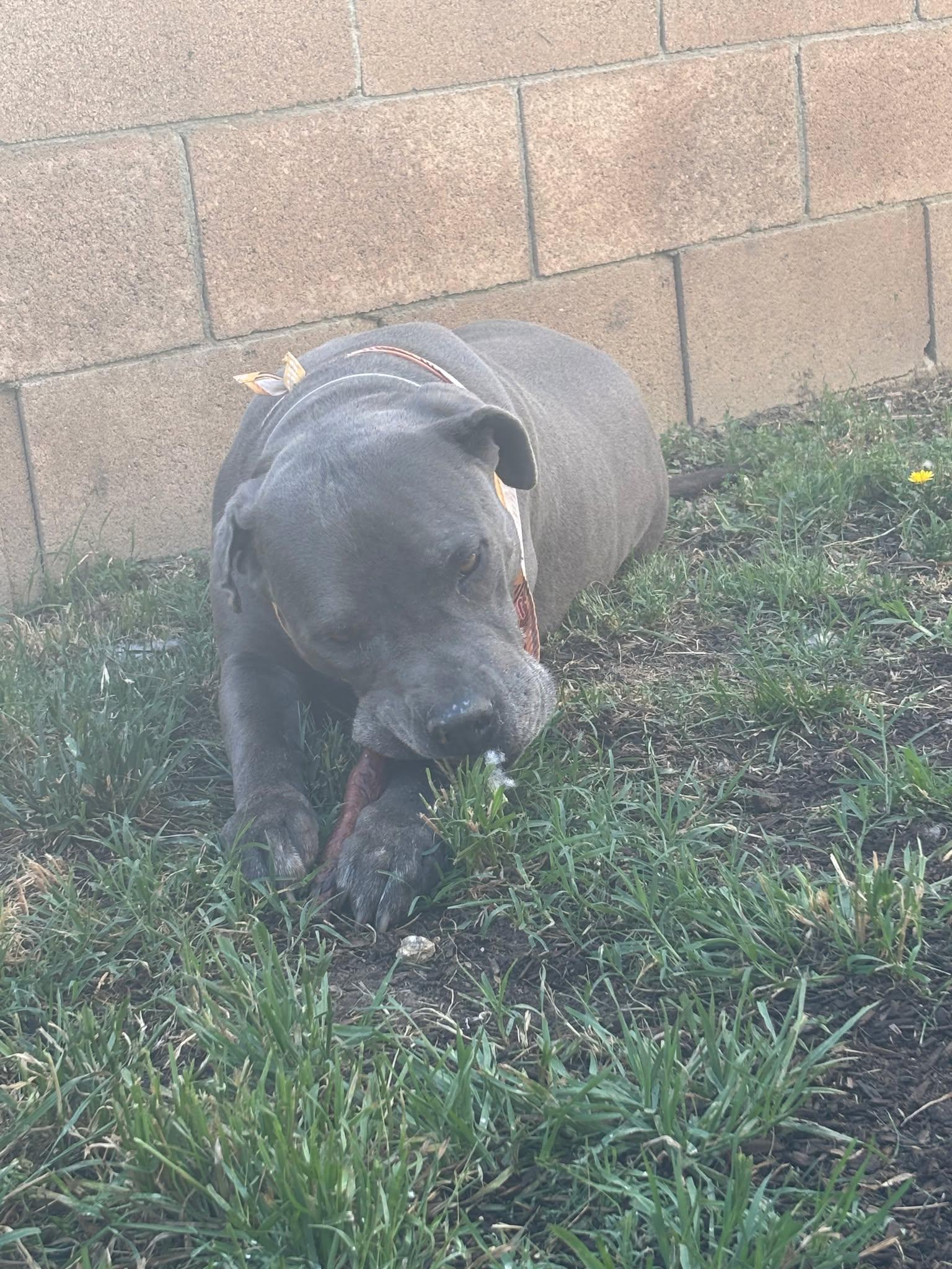 Enlarge King , a ADOPTABLE Pit Bull Terrier in Post Falls, ID image 5/6