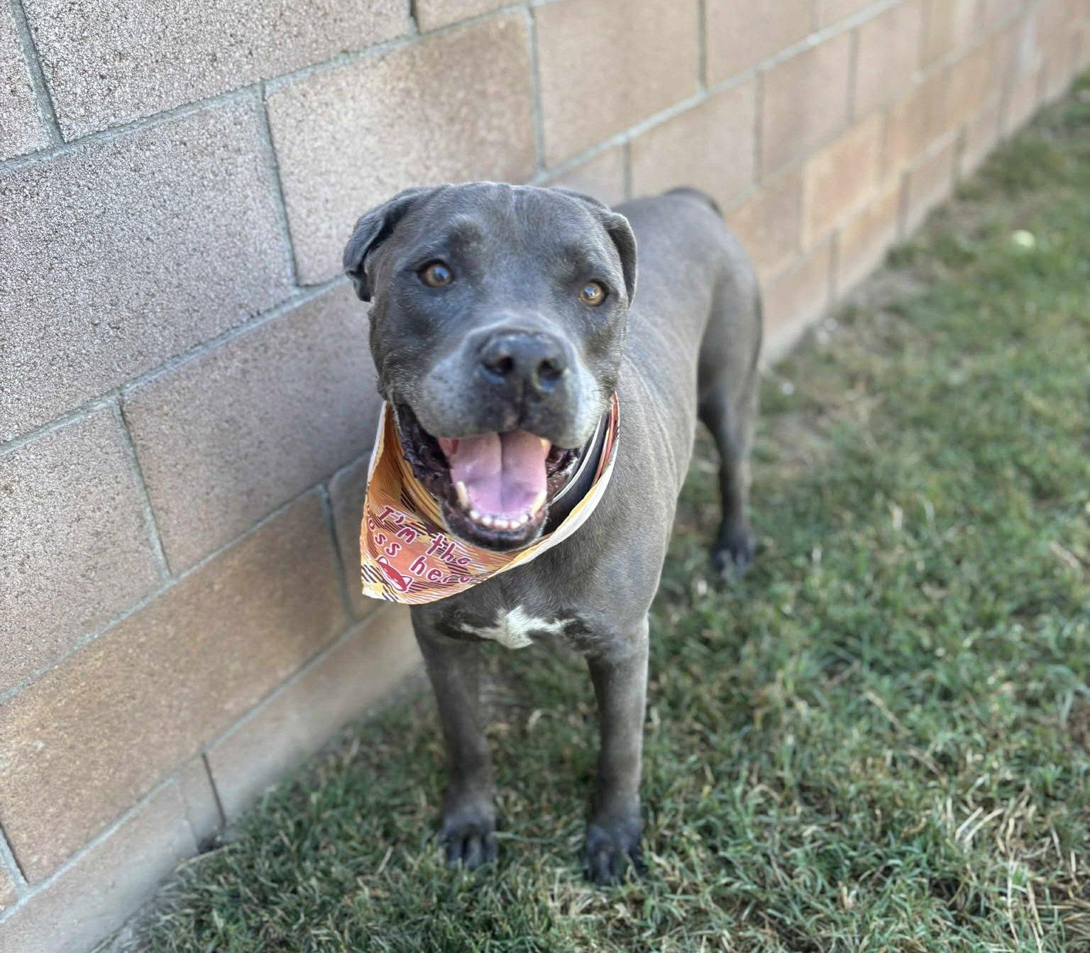 Enlarge King , a ADOPTABLE Pit Bull Terrier in Post Falls, ID image 3/6